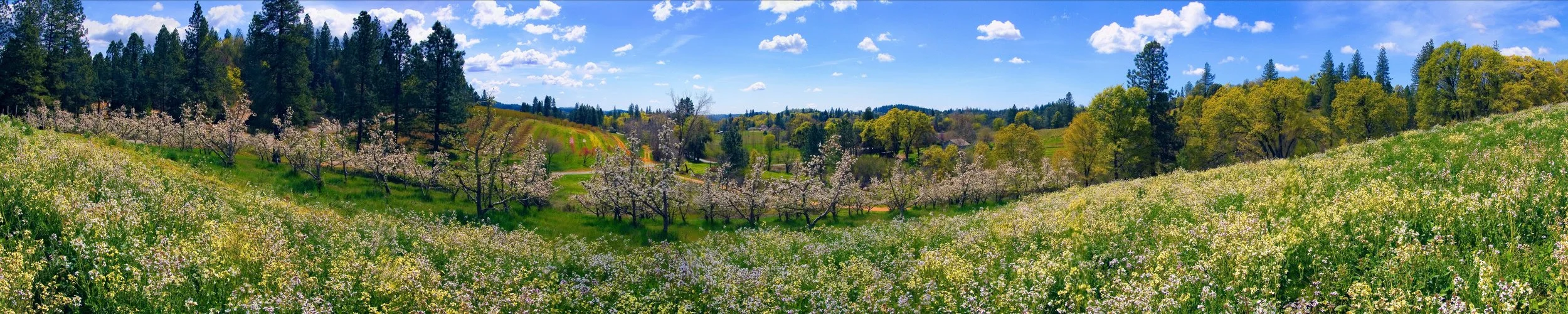 Morning in the Apple Orchard