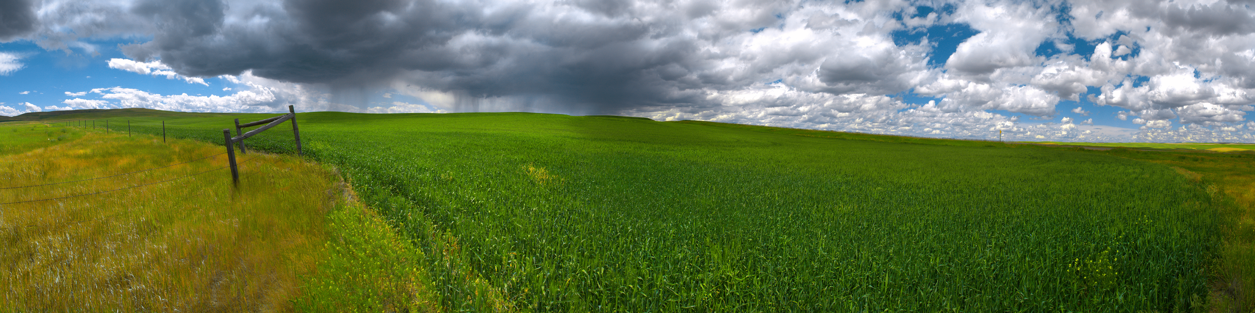 Field of Green