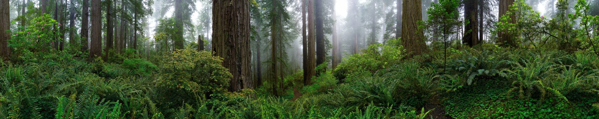 Foggy Morning in the Redwoods