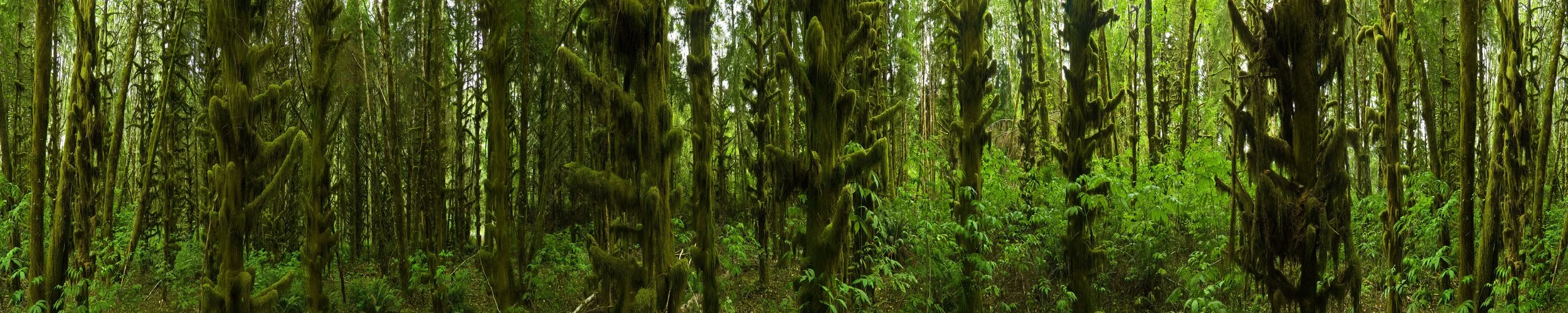 Forest of the Ents II