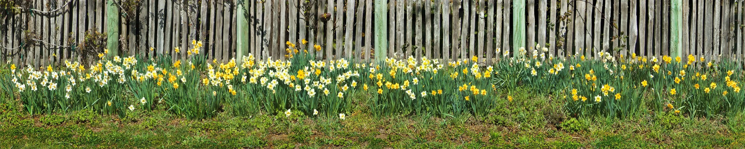 Jenner Daffodils