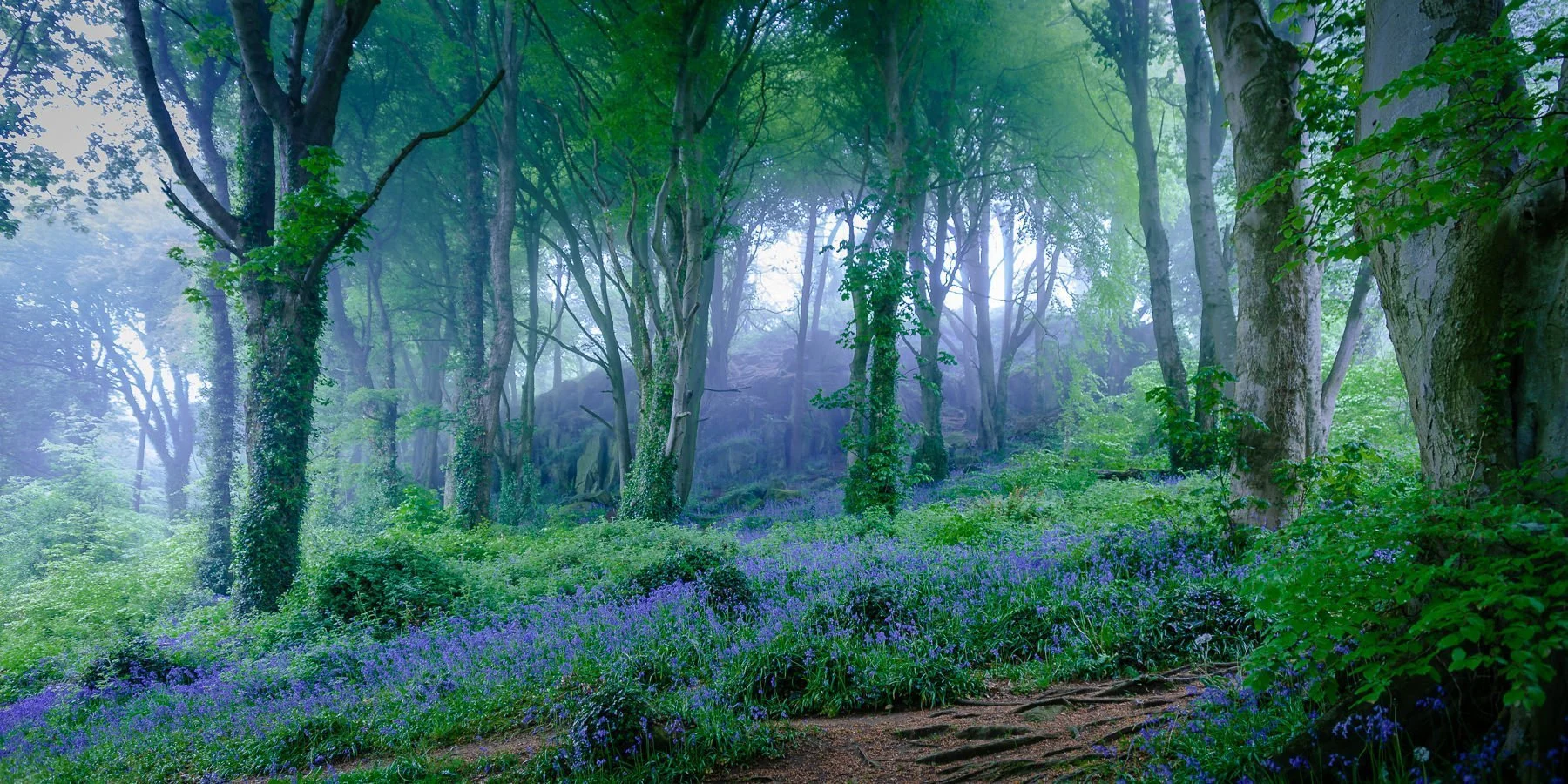 Enchanted-Forest-2x1.jpg
