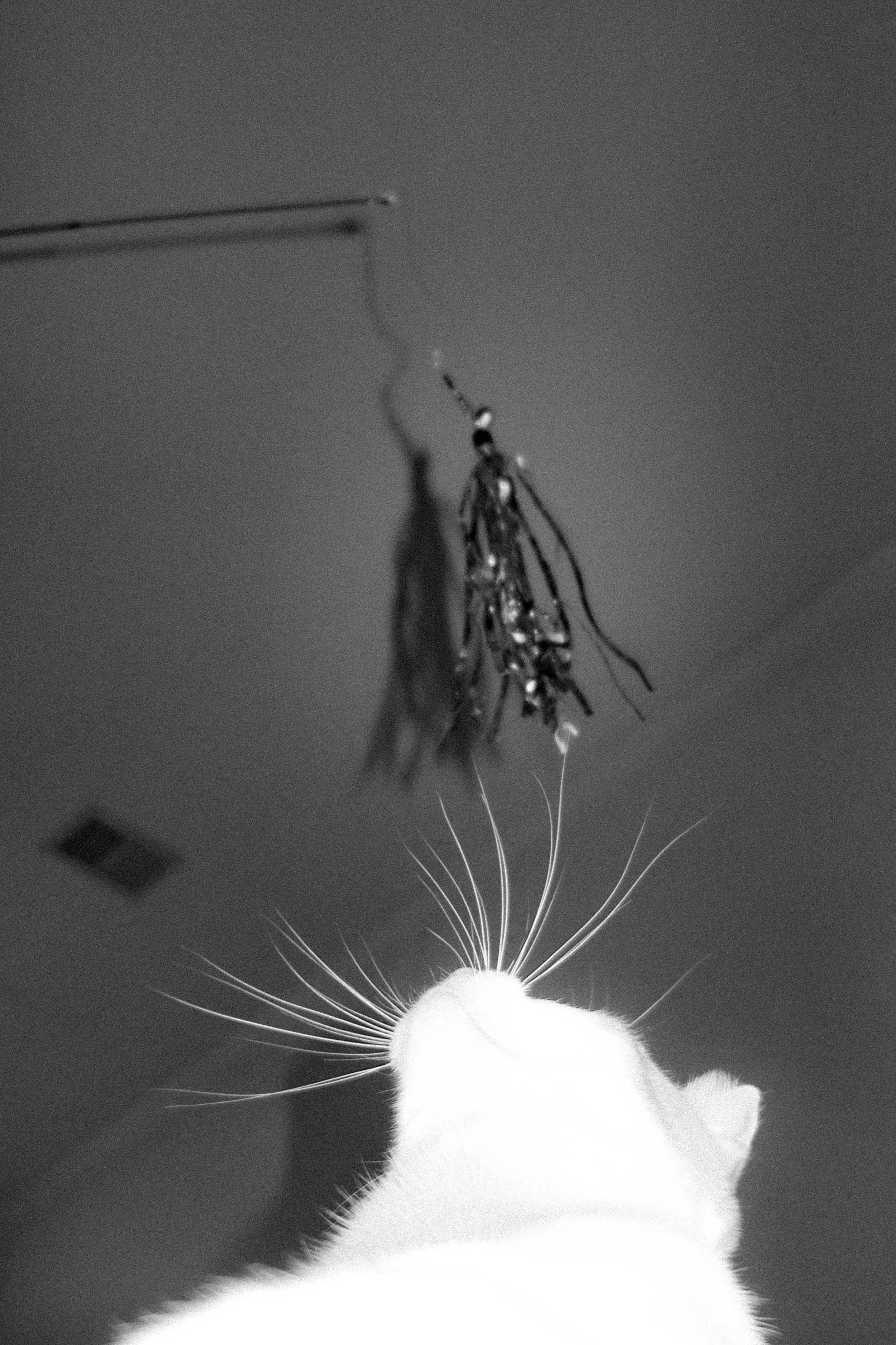 DSC00252.jpg