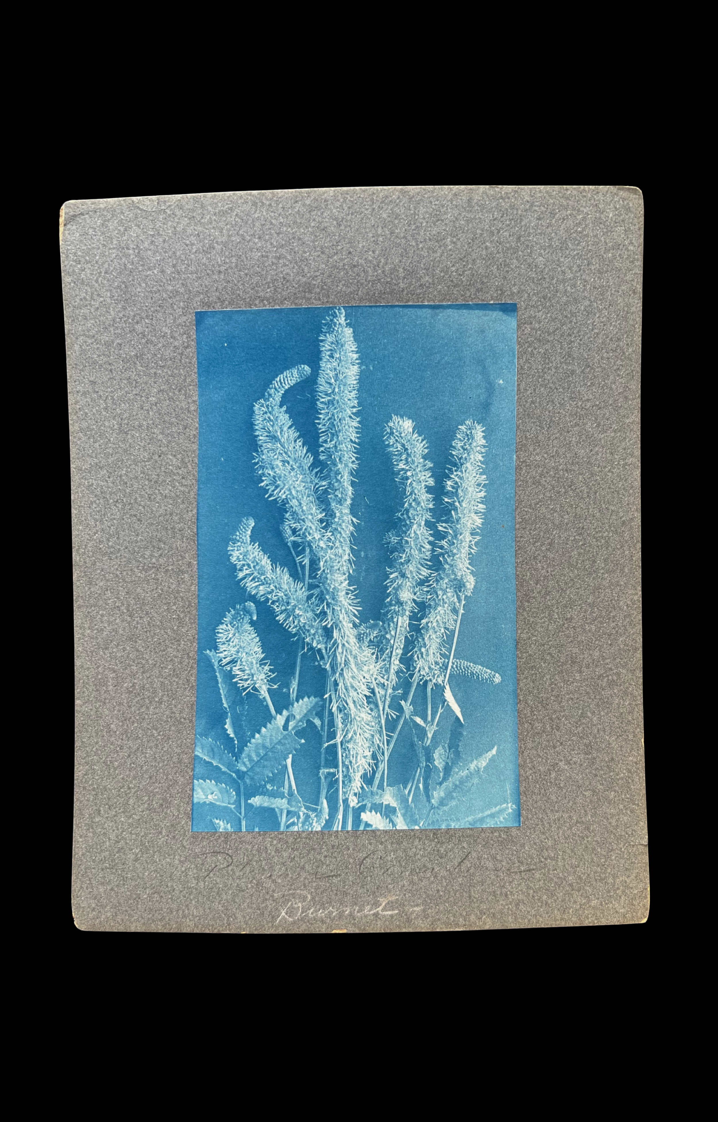 Burnet, Botanical Cyanotype, c. 1870