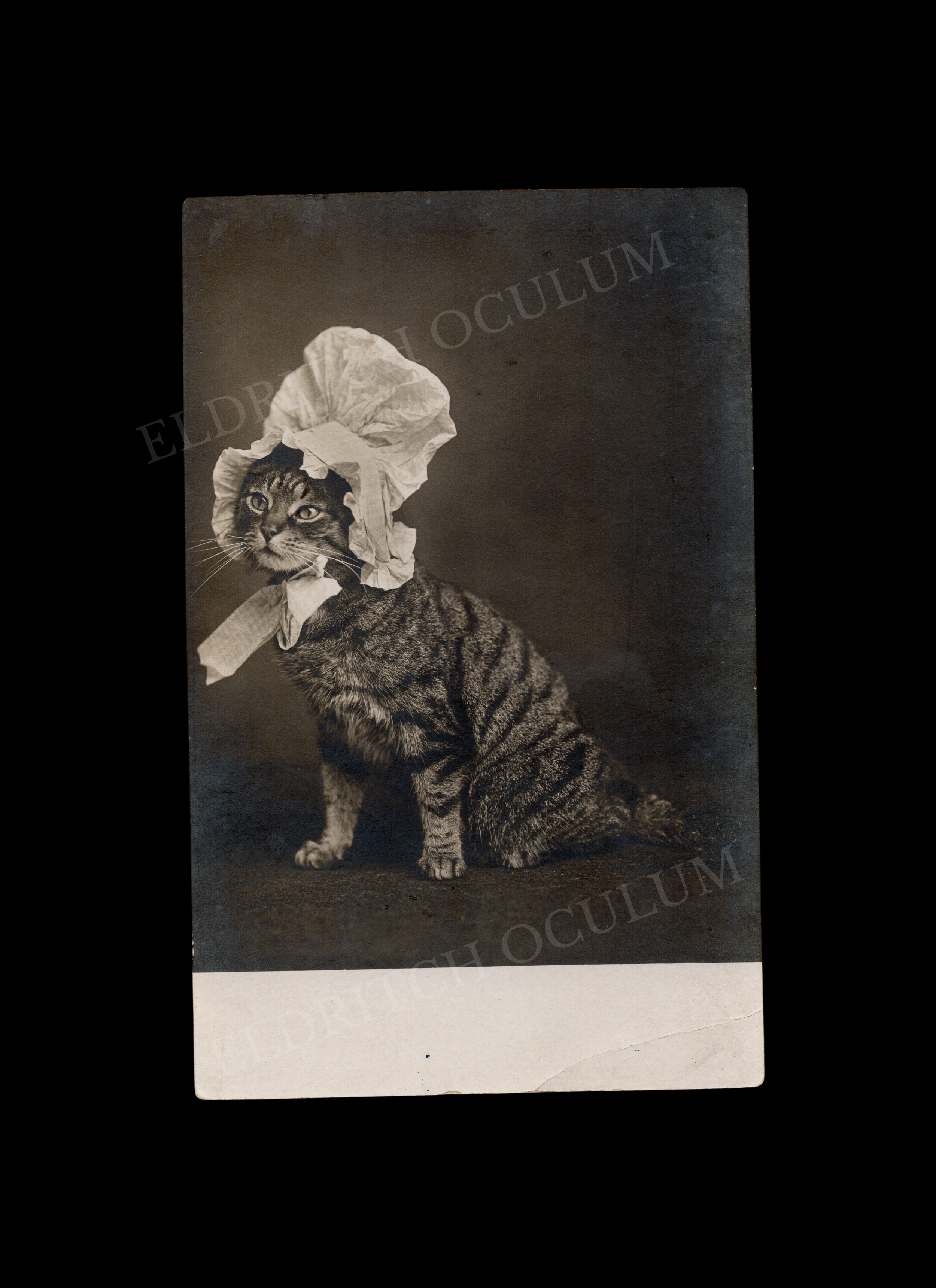 Cat Wearing a Bonnet, real-photo postcard, c. 1910
