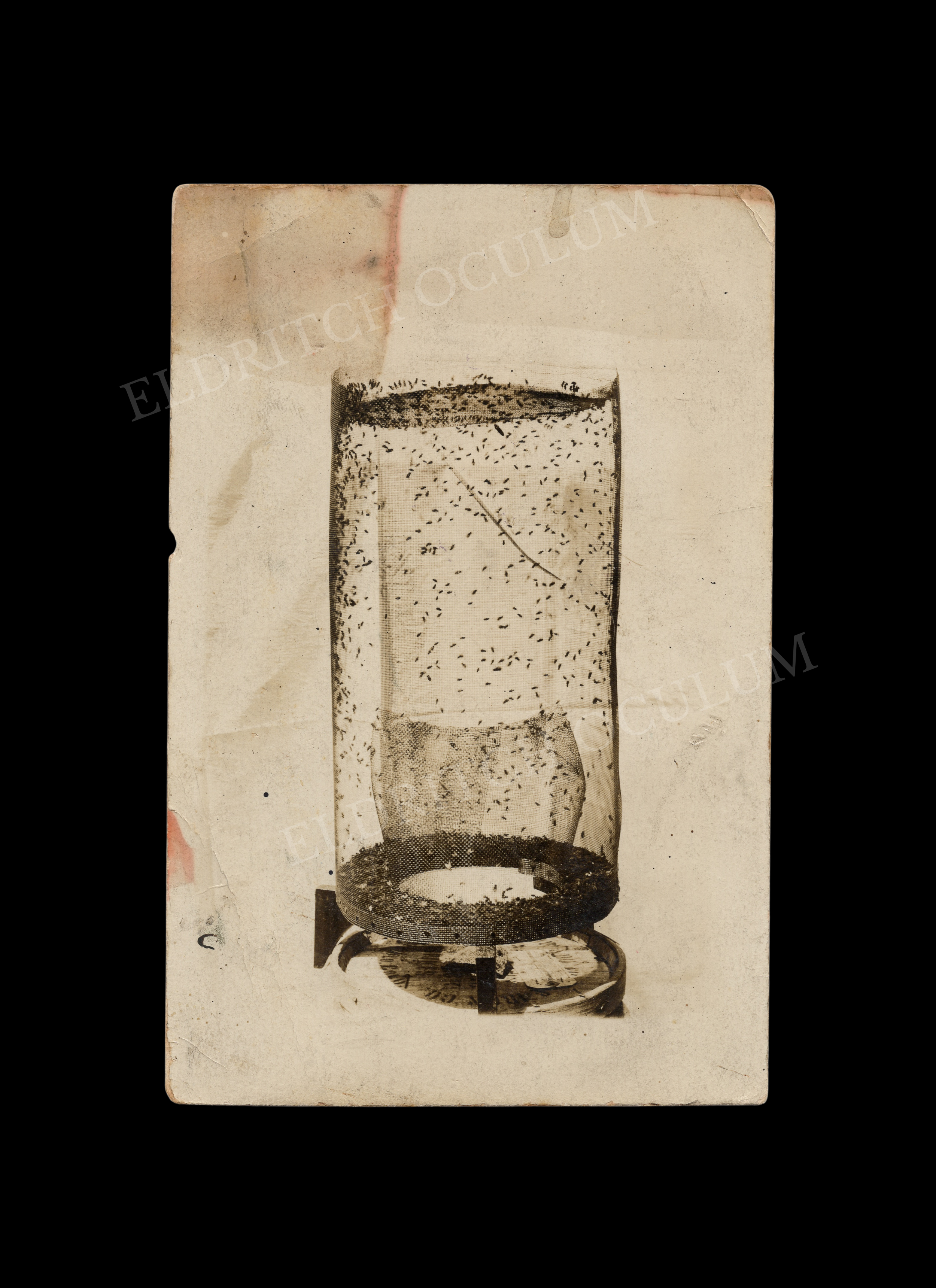Fly Catcher, real-photo postcard, c. 1910