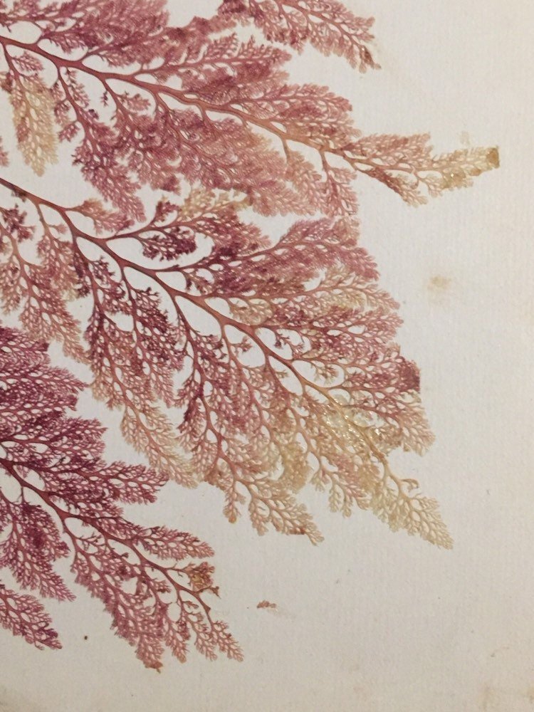 https://i.etsystatic.com/10535132/r/il/317737/2104844764/il_fullxfull.2104844764_ieh7.jpg
