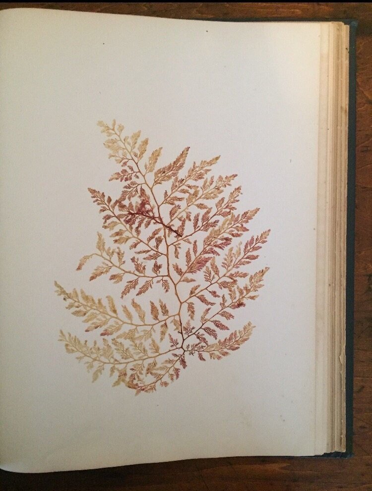 https://i.etsystatic.com/10535132/r/il/4853cd/1753840703/il_fullxfull.1753840703_krjb.jpg
