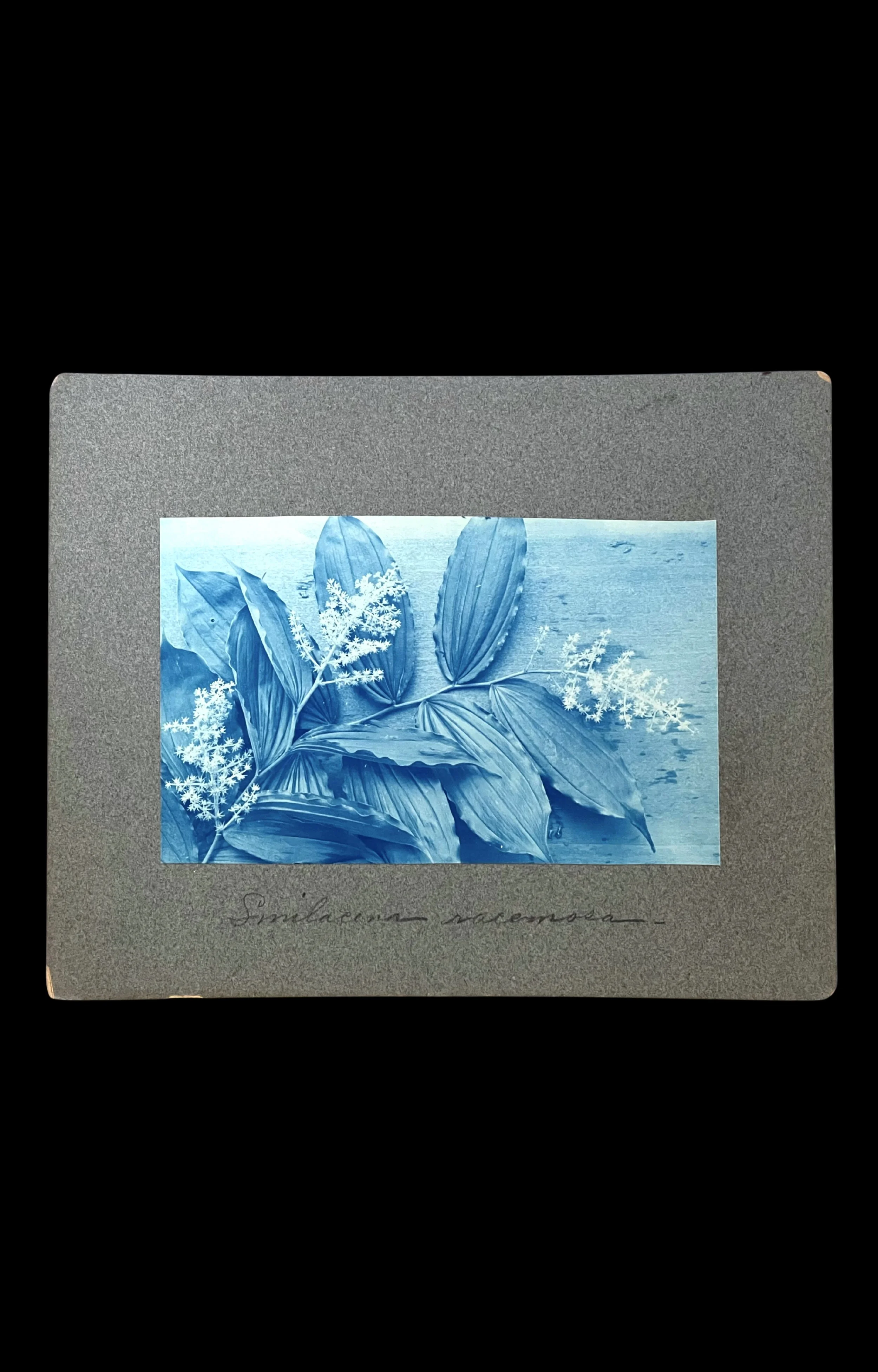 Smilacina Racemosa (False Solomon's Seal), Botanical Cyanotype, c. 1870