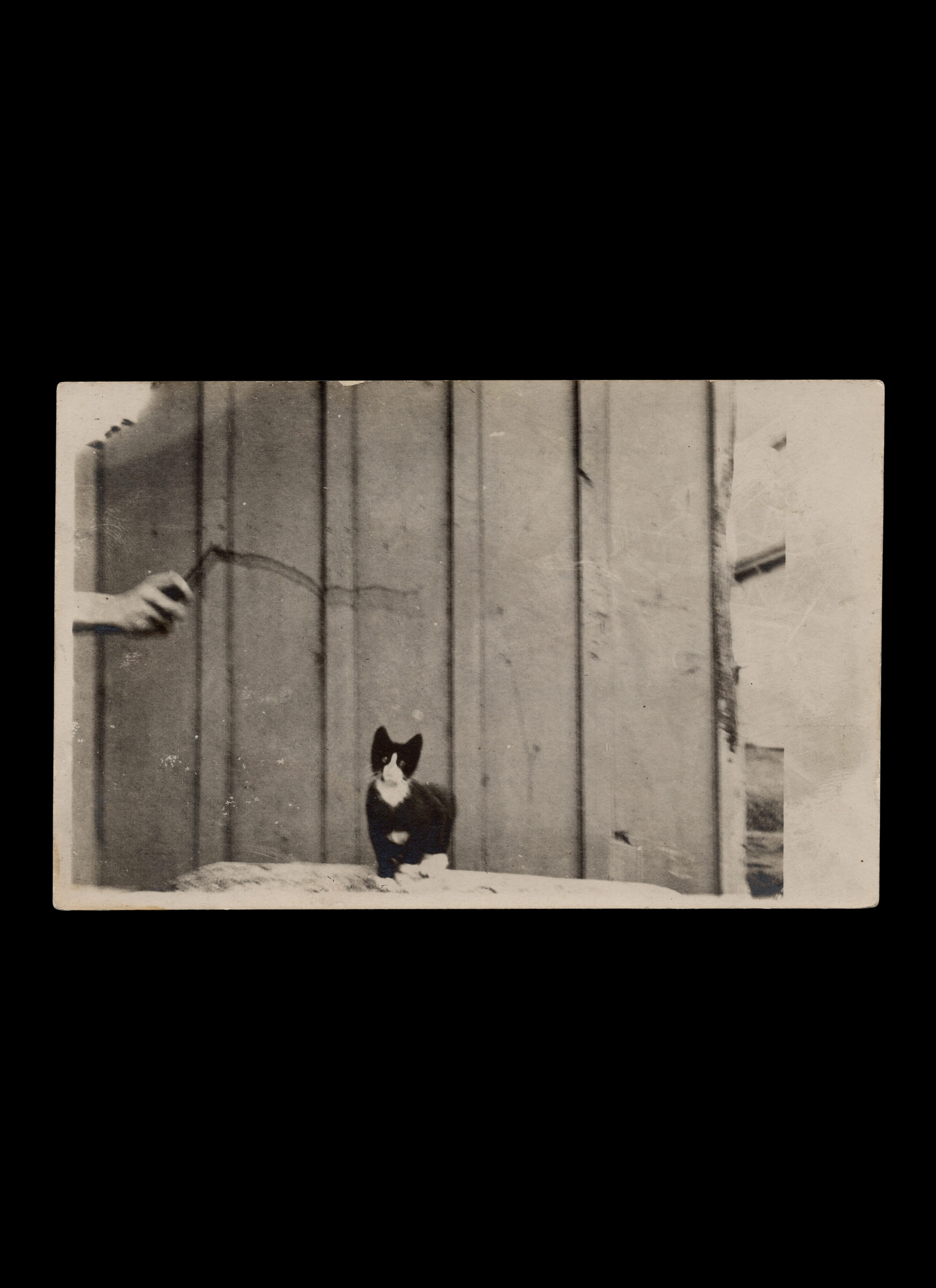 Out-of-Frame Figure Taunting Kitten with a Stick, Real-Photo Postcard, c. 1906