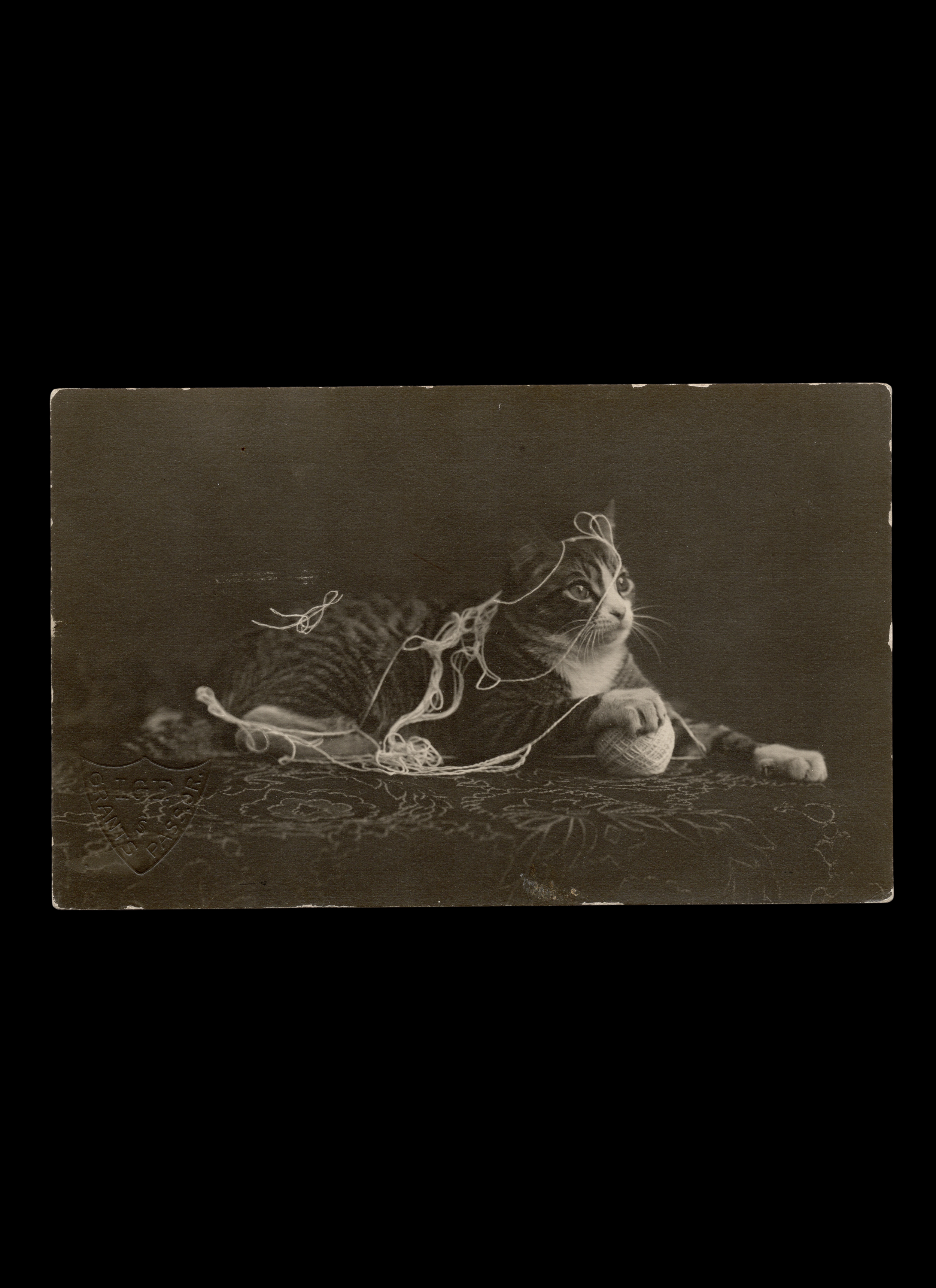 Tabby Cat with Ball of String, by I.G.F. Grants Pass, Oregon, Real-Photo Postcard, c. 1925