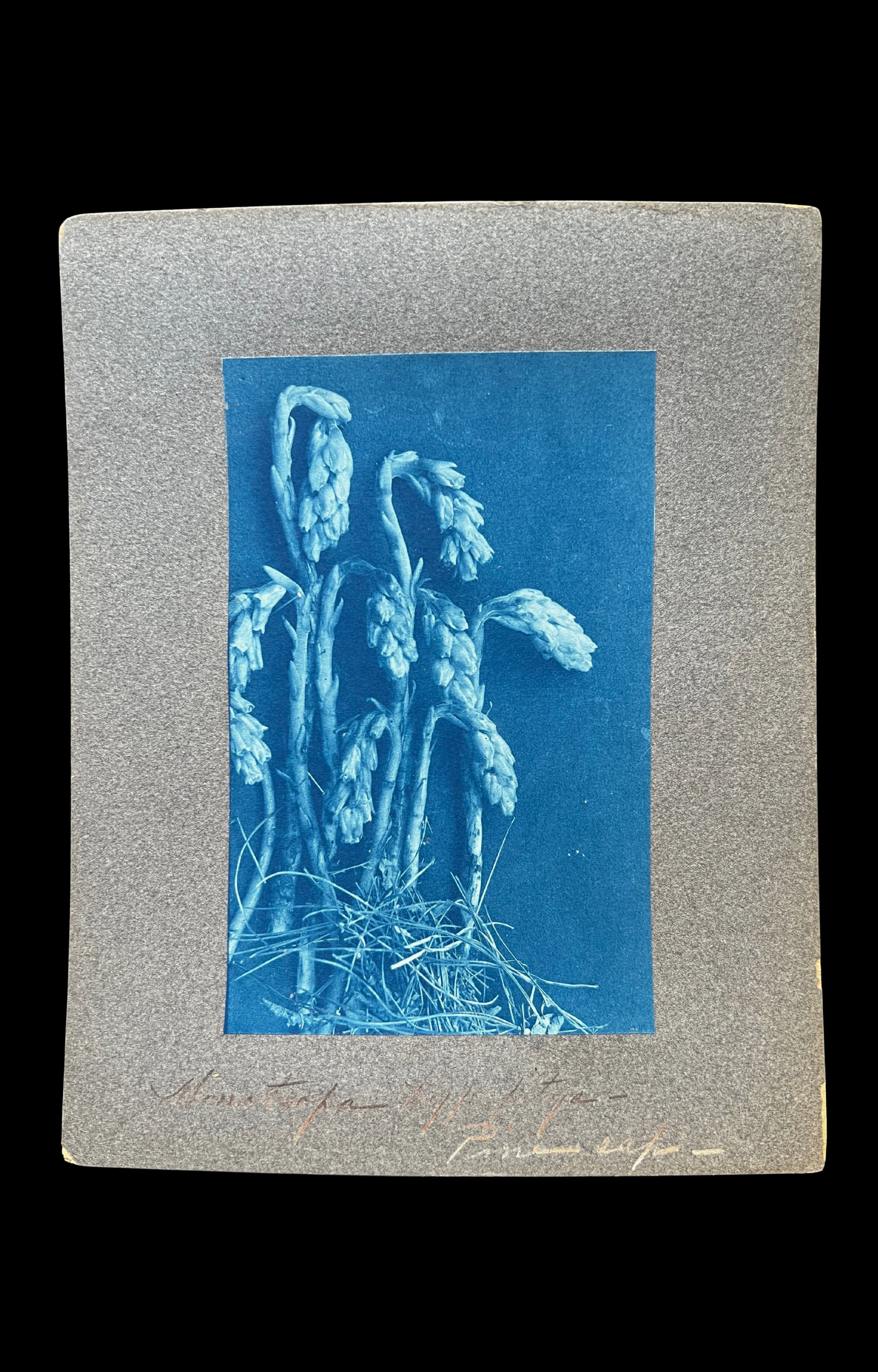Monotropa, Botanical Cyanotype, c. 1870