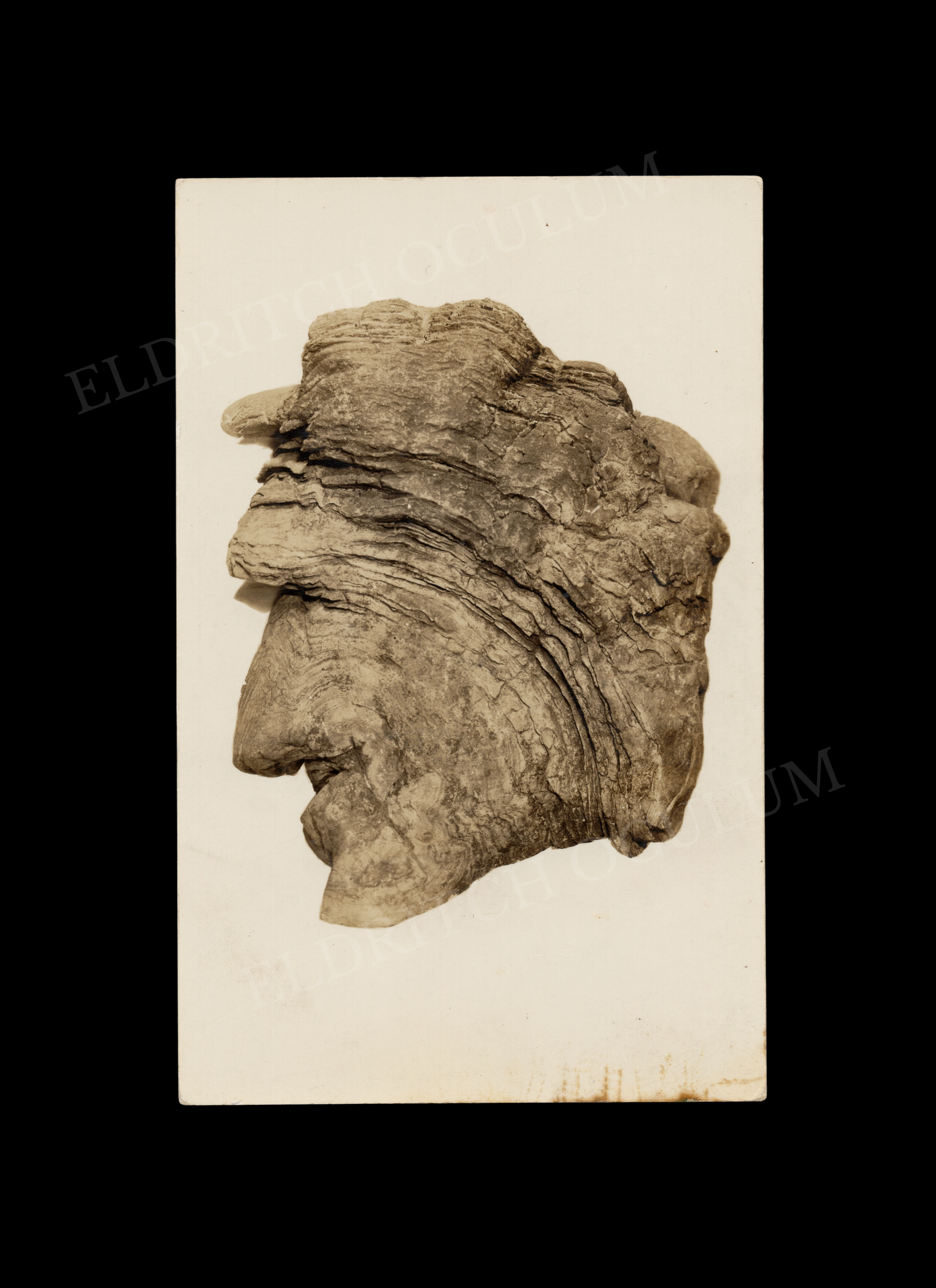 Polypore Fungus Resembling a Hag in Profile, real-photo postcard, c. 1930