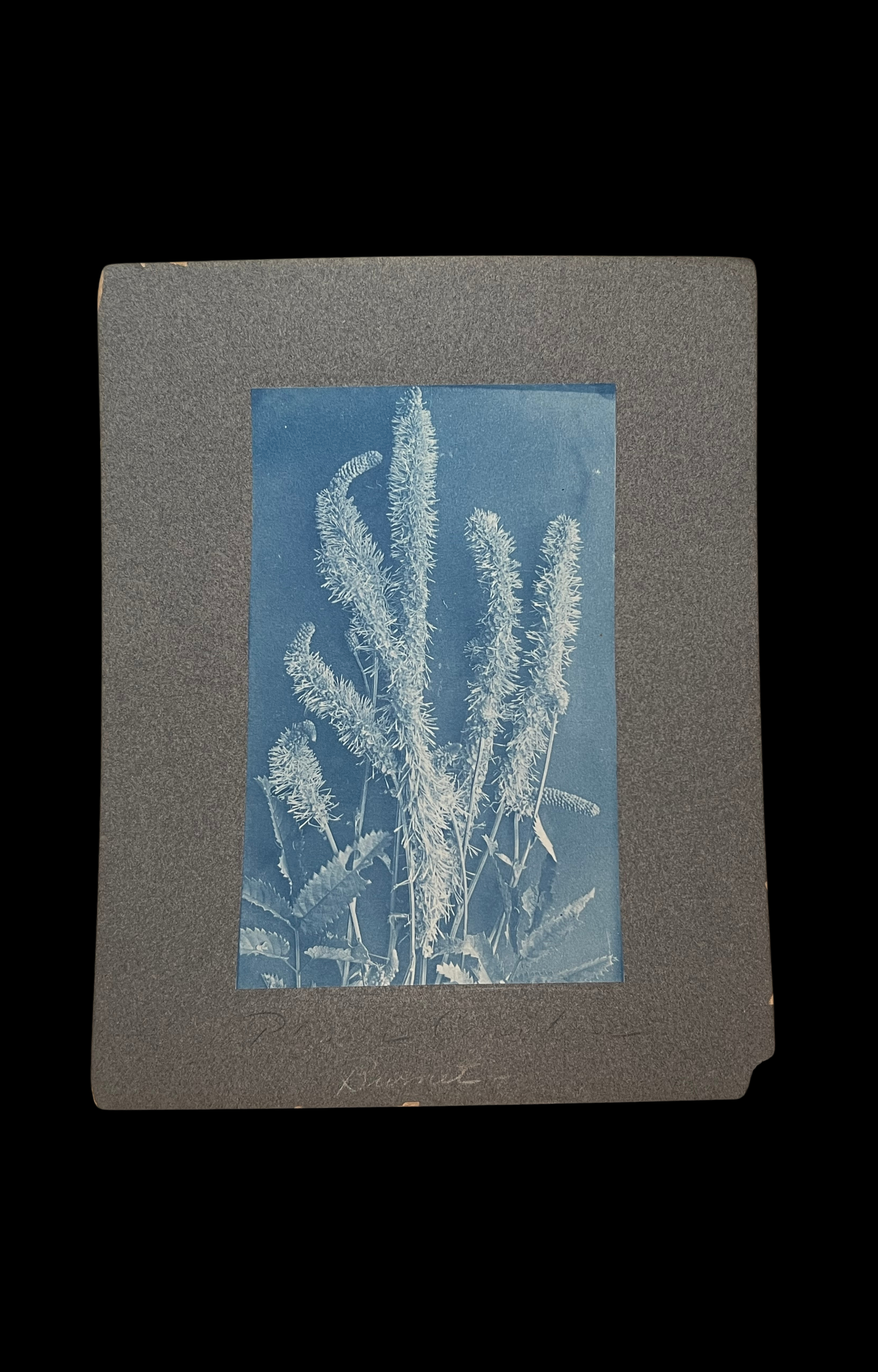 RESERVED - Burnet, Botanical Cyanotype, c. 1870