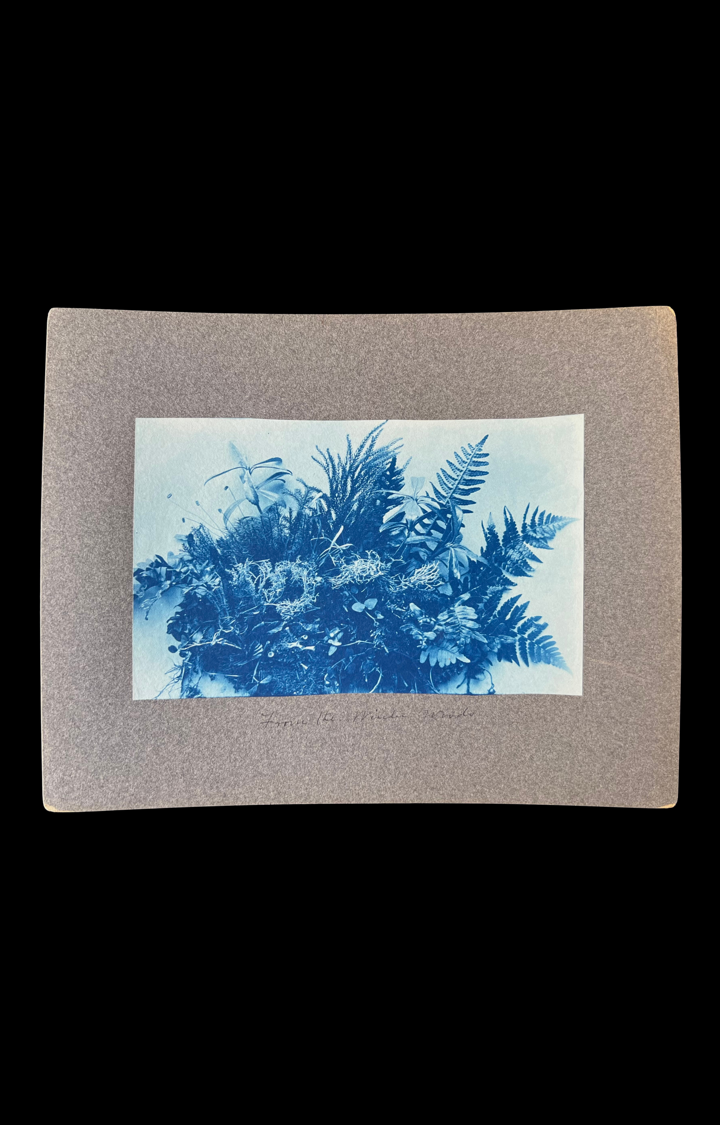 "From the Winter Woods", Botanical Cyanotype, c. 1870