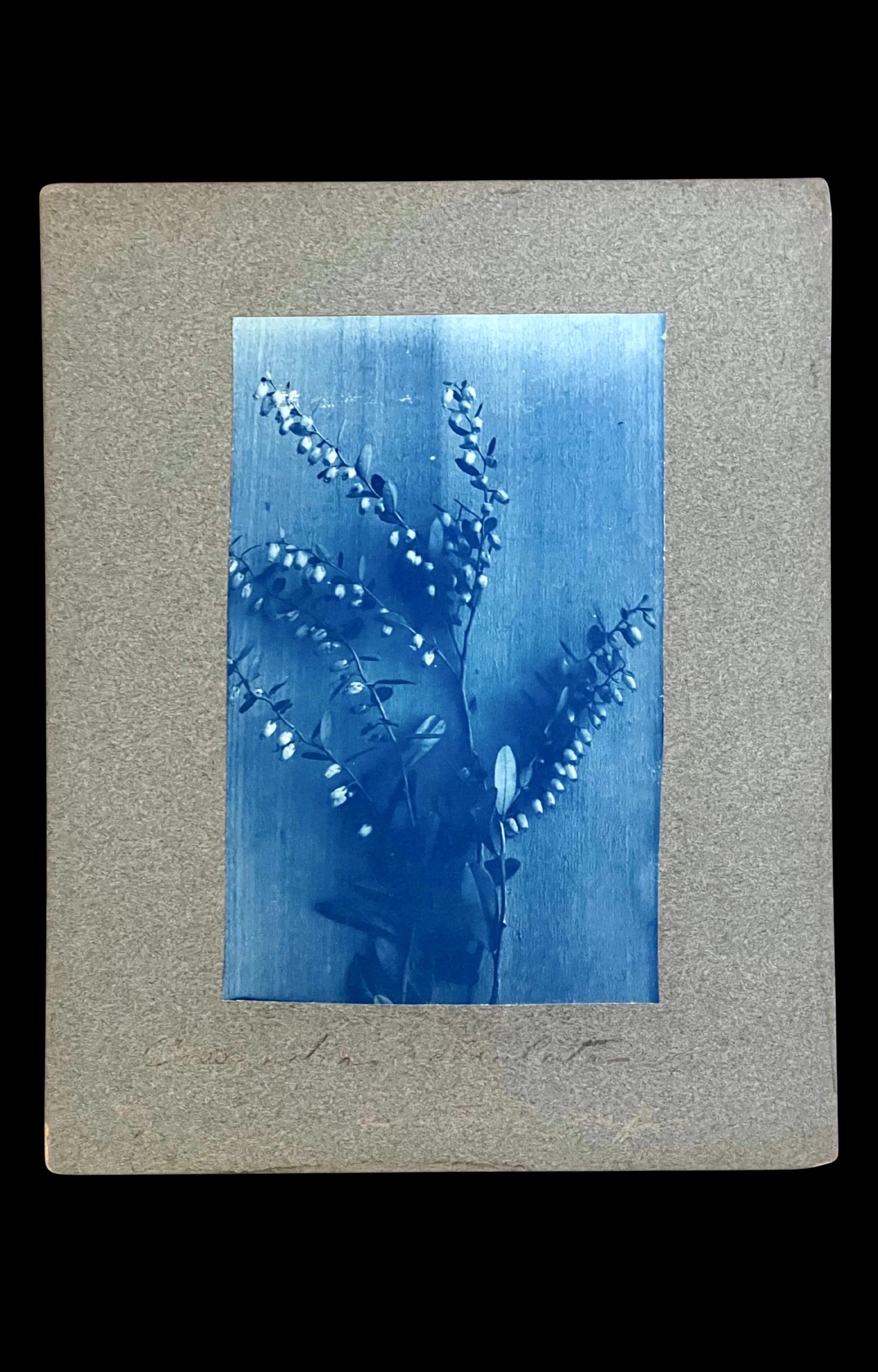 Exquisite Botanical Cyanotype, c. 1870
