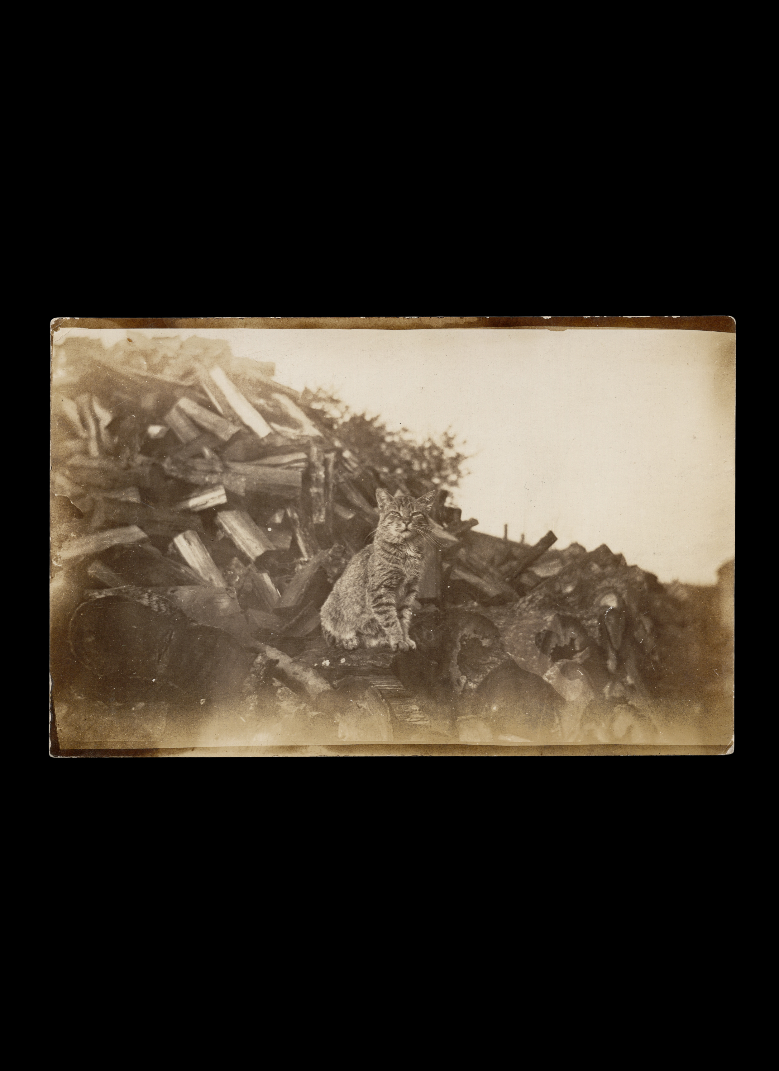 Cat Perched on Woodpile, Real-Photo Postcard, c. 1910