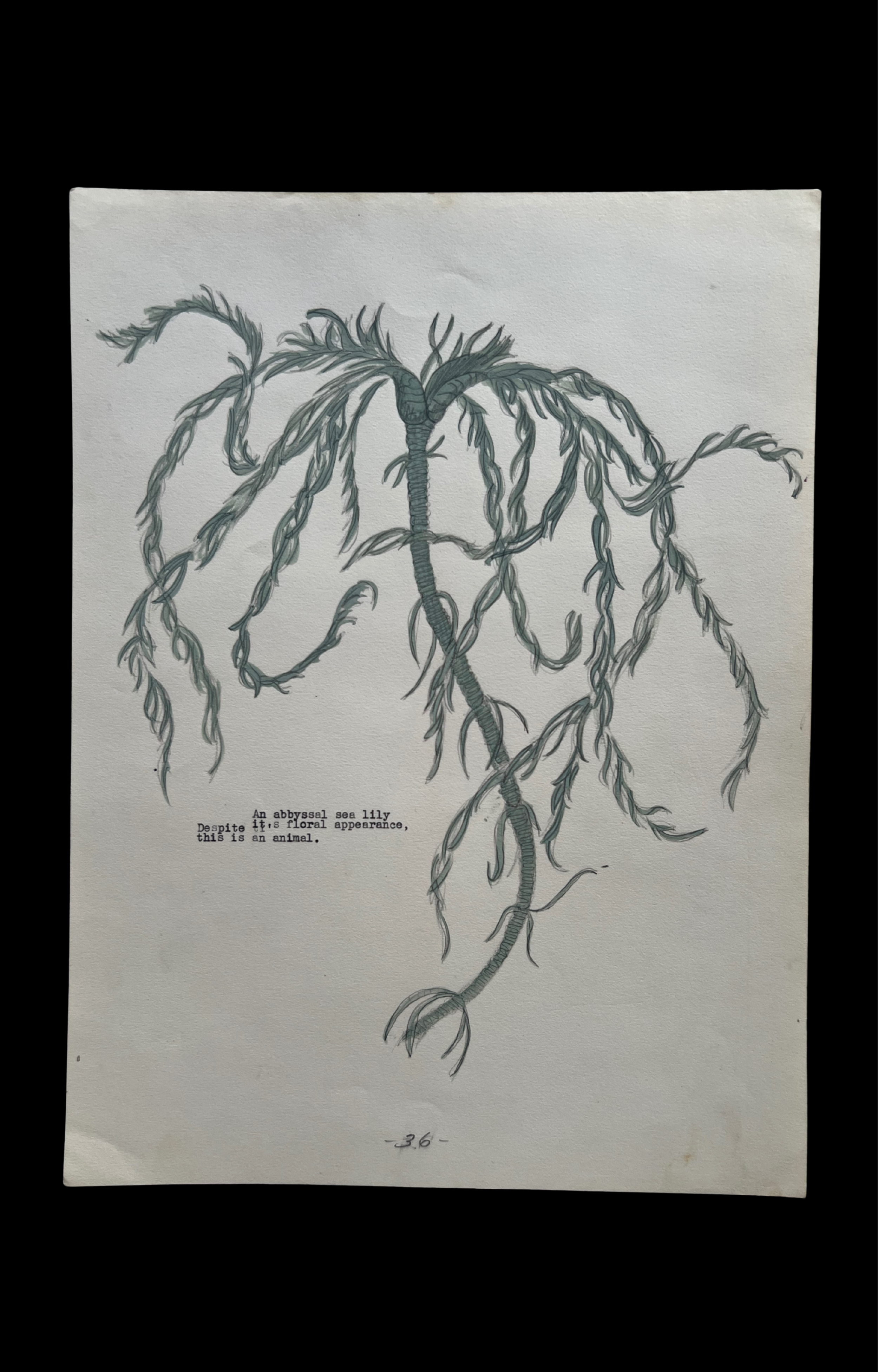 Self-Taught Drawing of “Abyssal Sea Lilly”, c. 1950’s