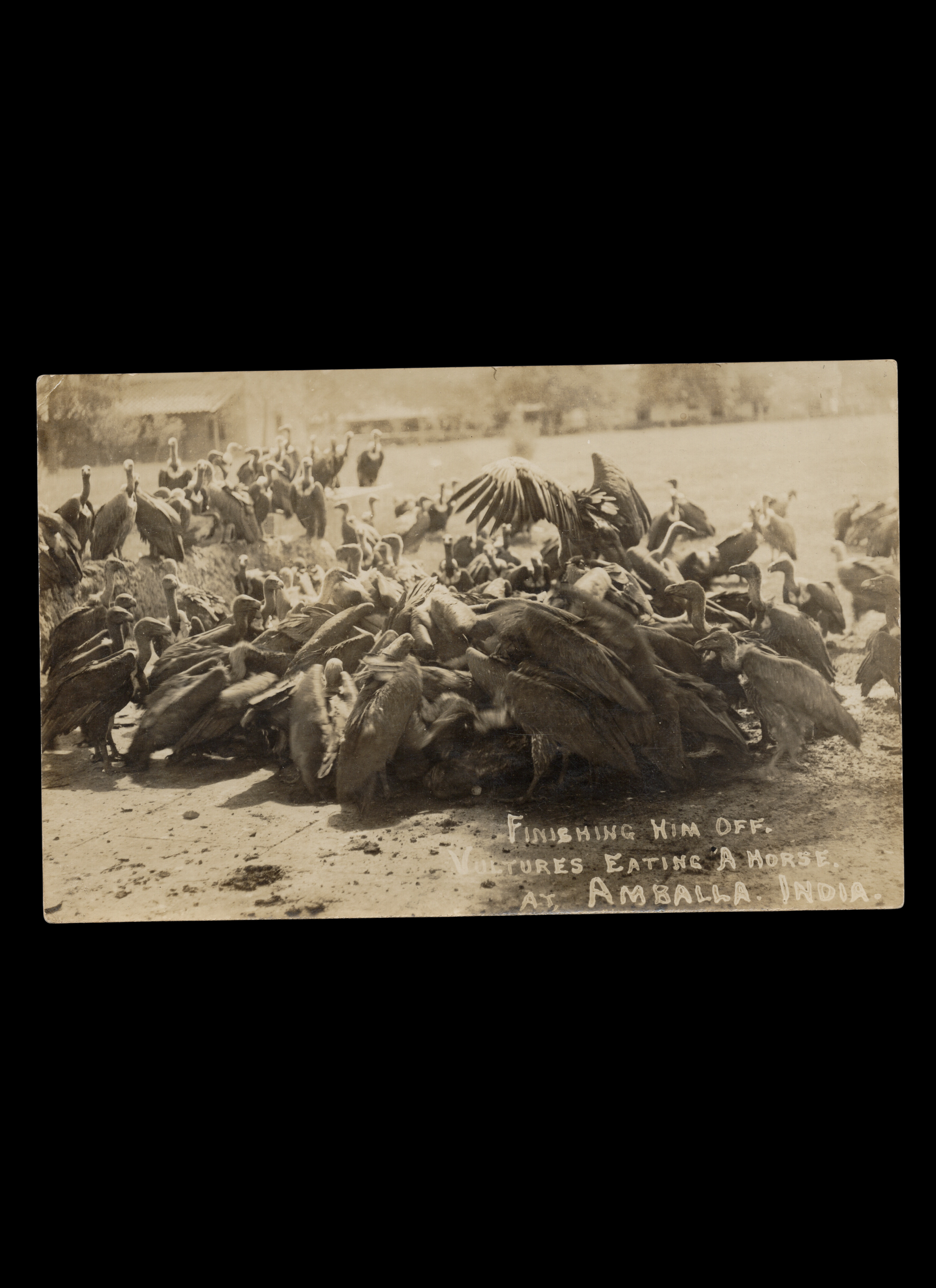 Finishing Him Off. Vultures Eating a Horse, India, real-photo postcard, c. 1915