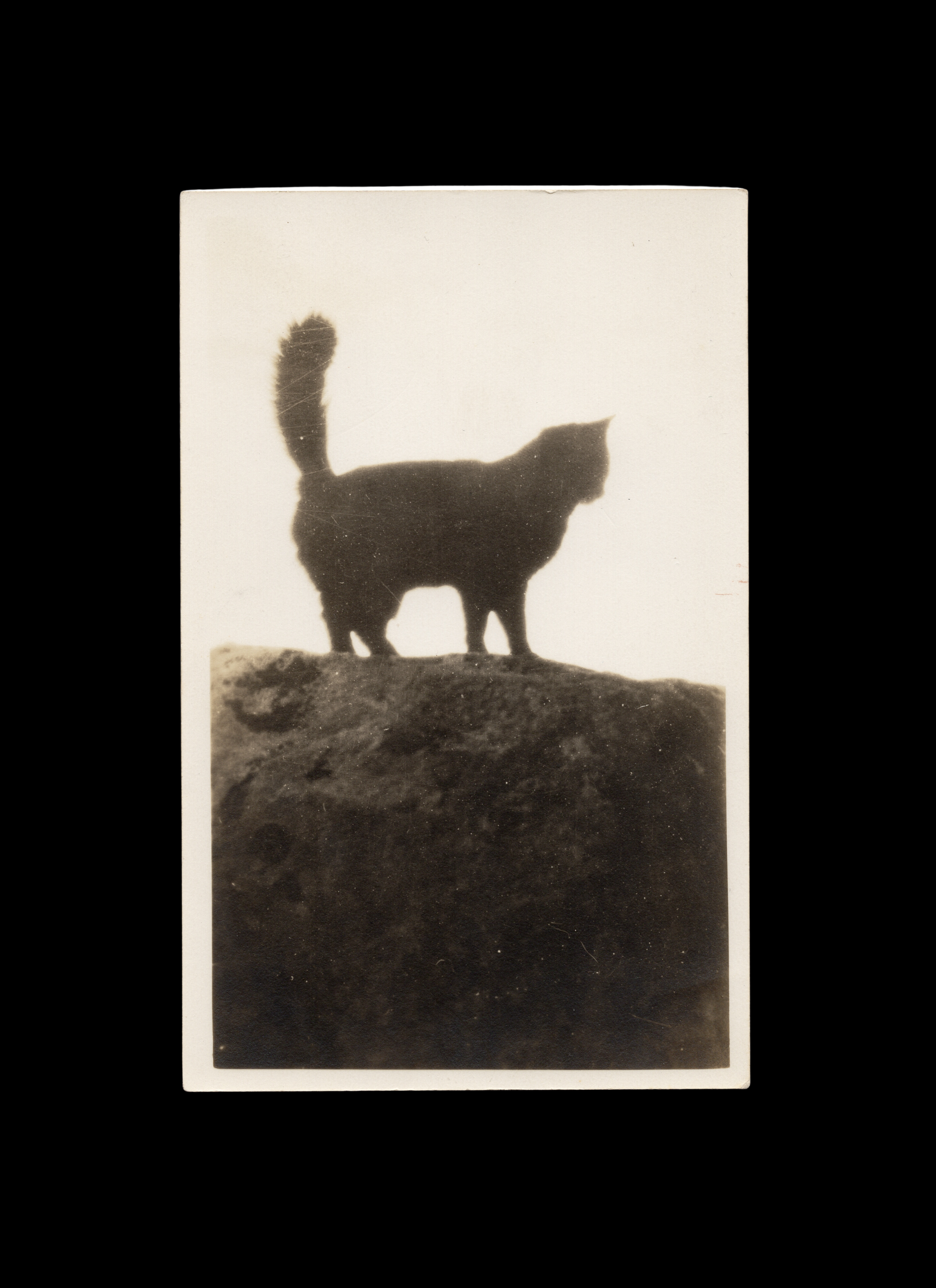 Silhouette of Cat on Rock Formation, real-photo postcard, c. 1930