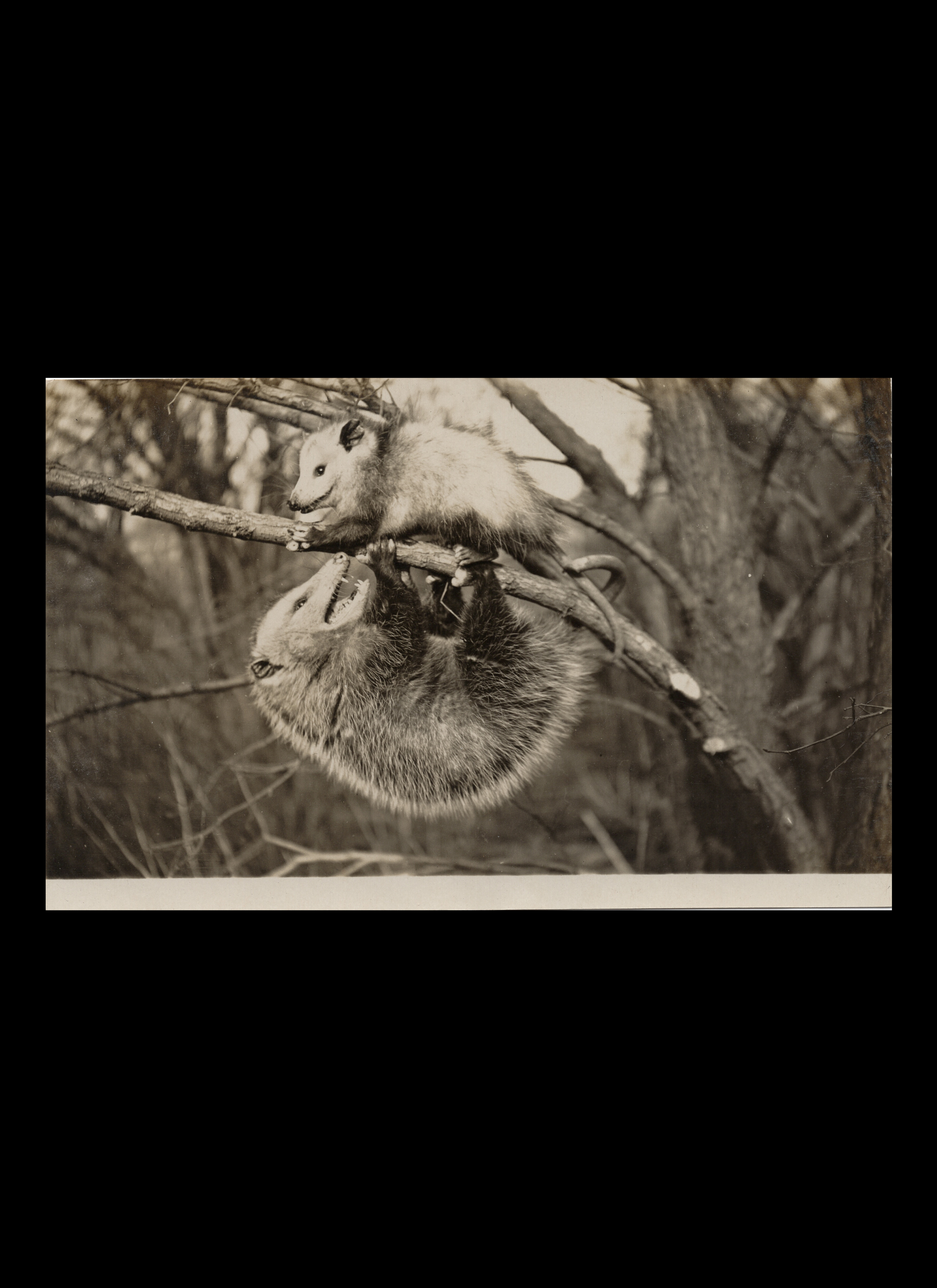Opossums on Branch, Real-Photo Postcard, c. 1910