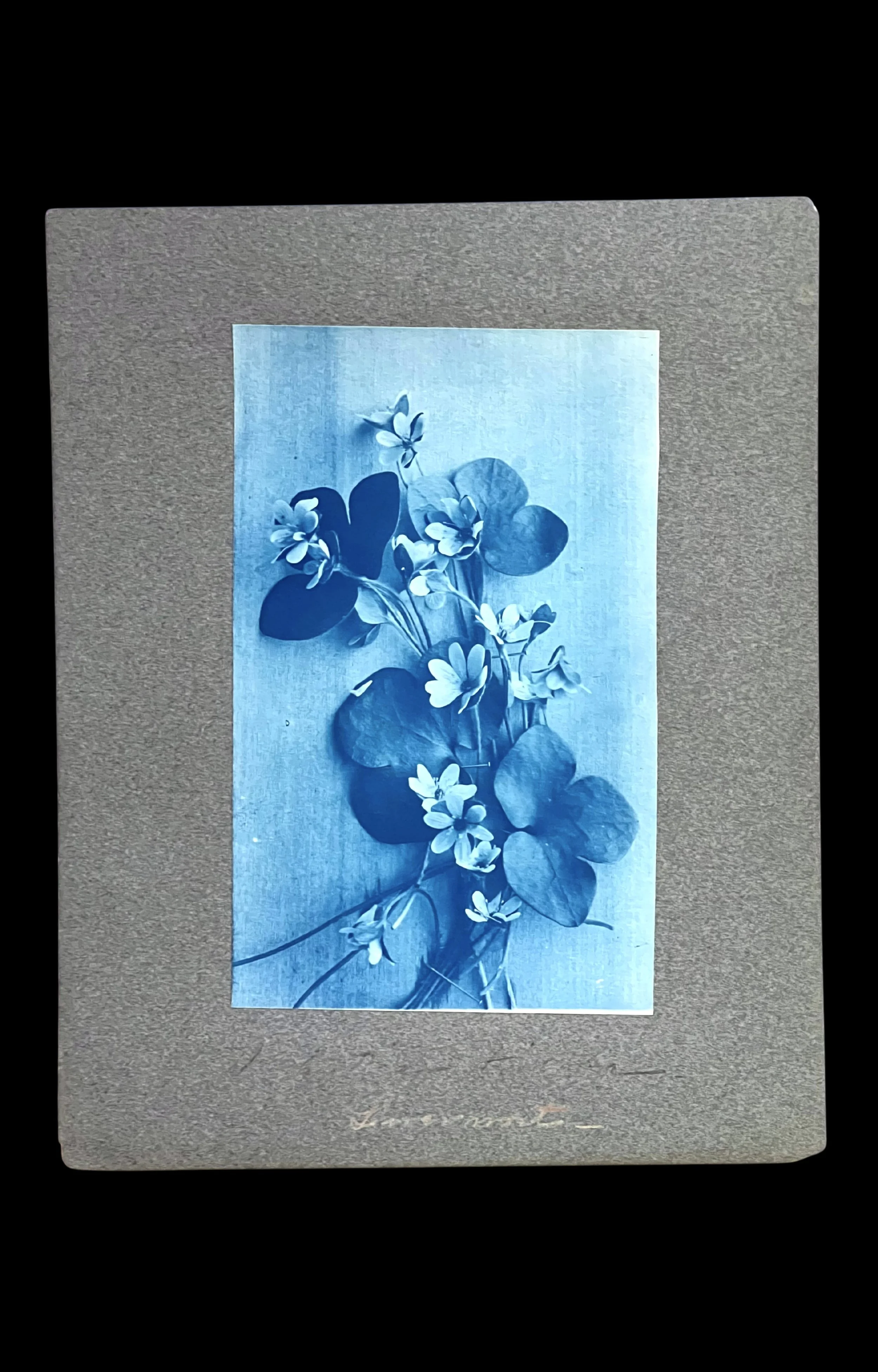 Liverwort, Botanical Cyanotype, c. 1870