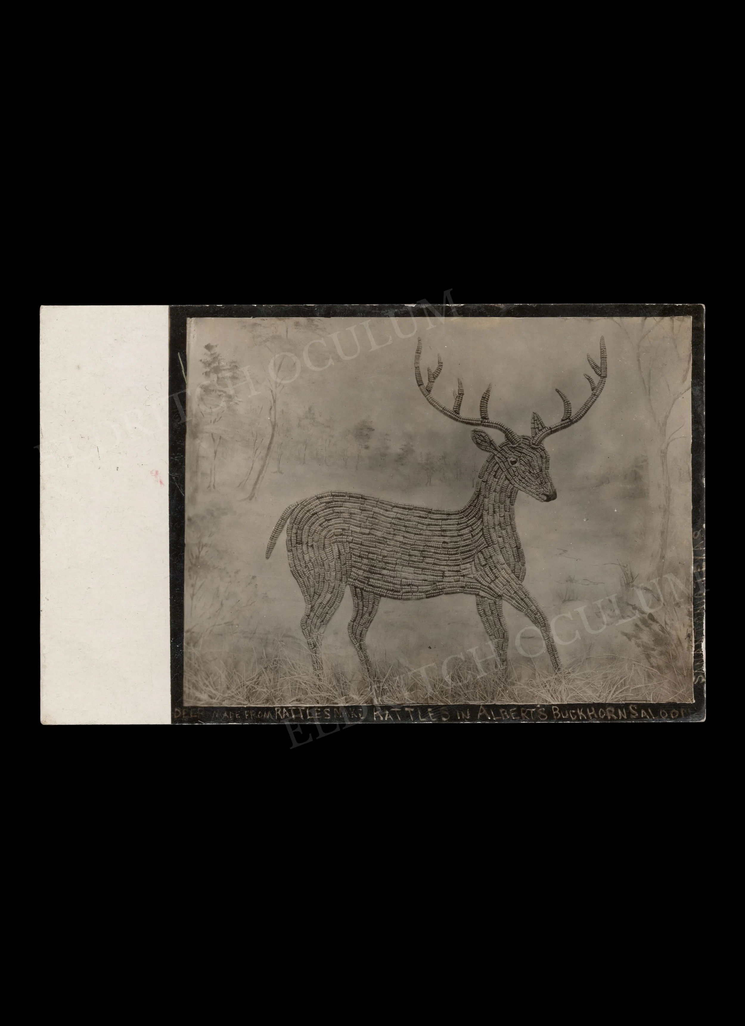 Deer Made from Rattlesnake Rattles in Albert’s Buckhorn Saloon, real-photo postcard, c. 1905
