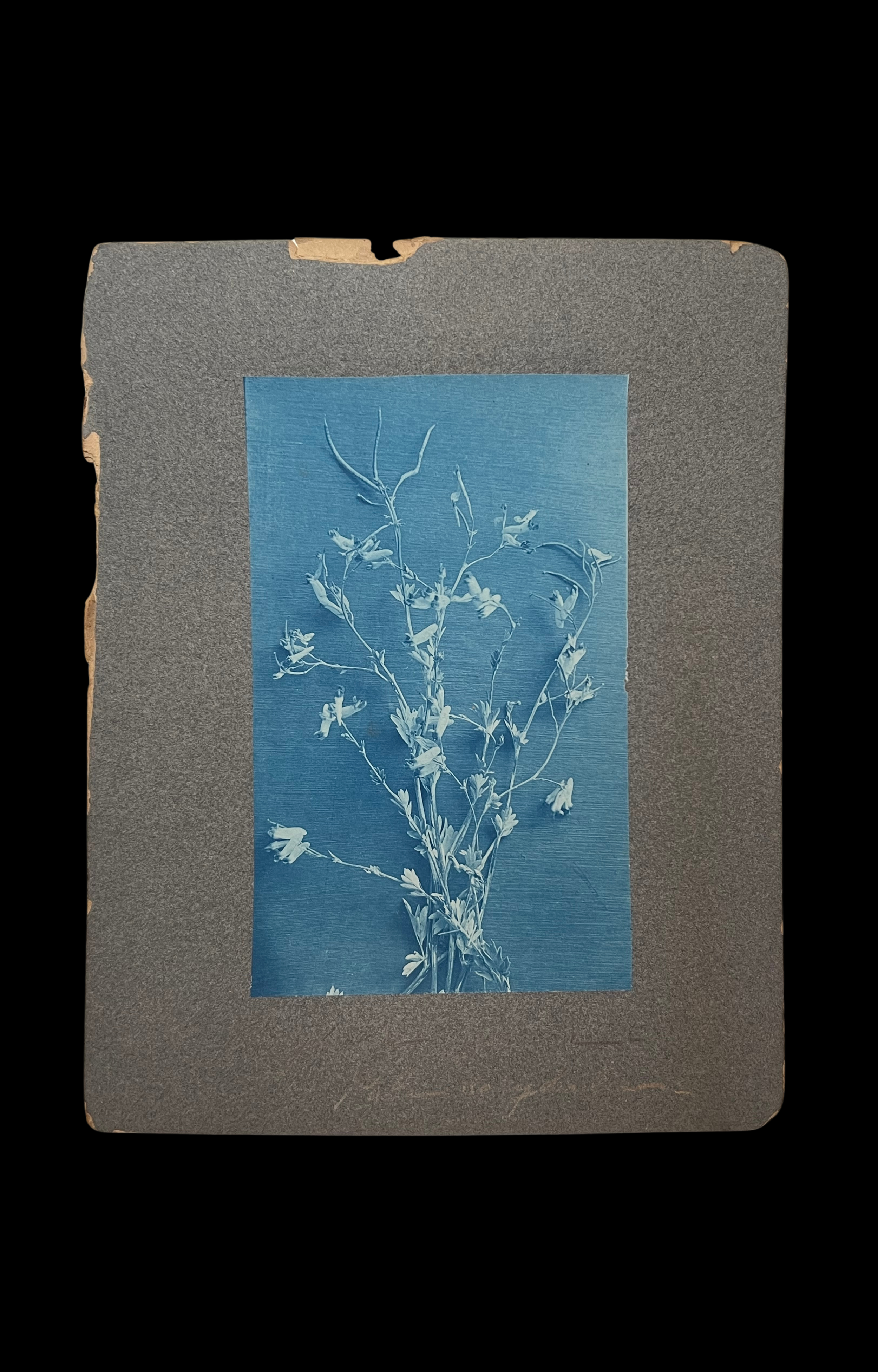 RESERVED - Exquisite Botanical Cyanotype, c. 1870