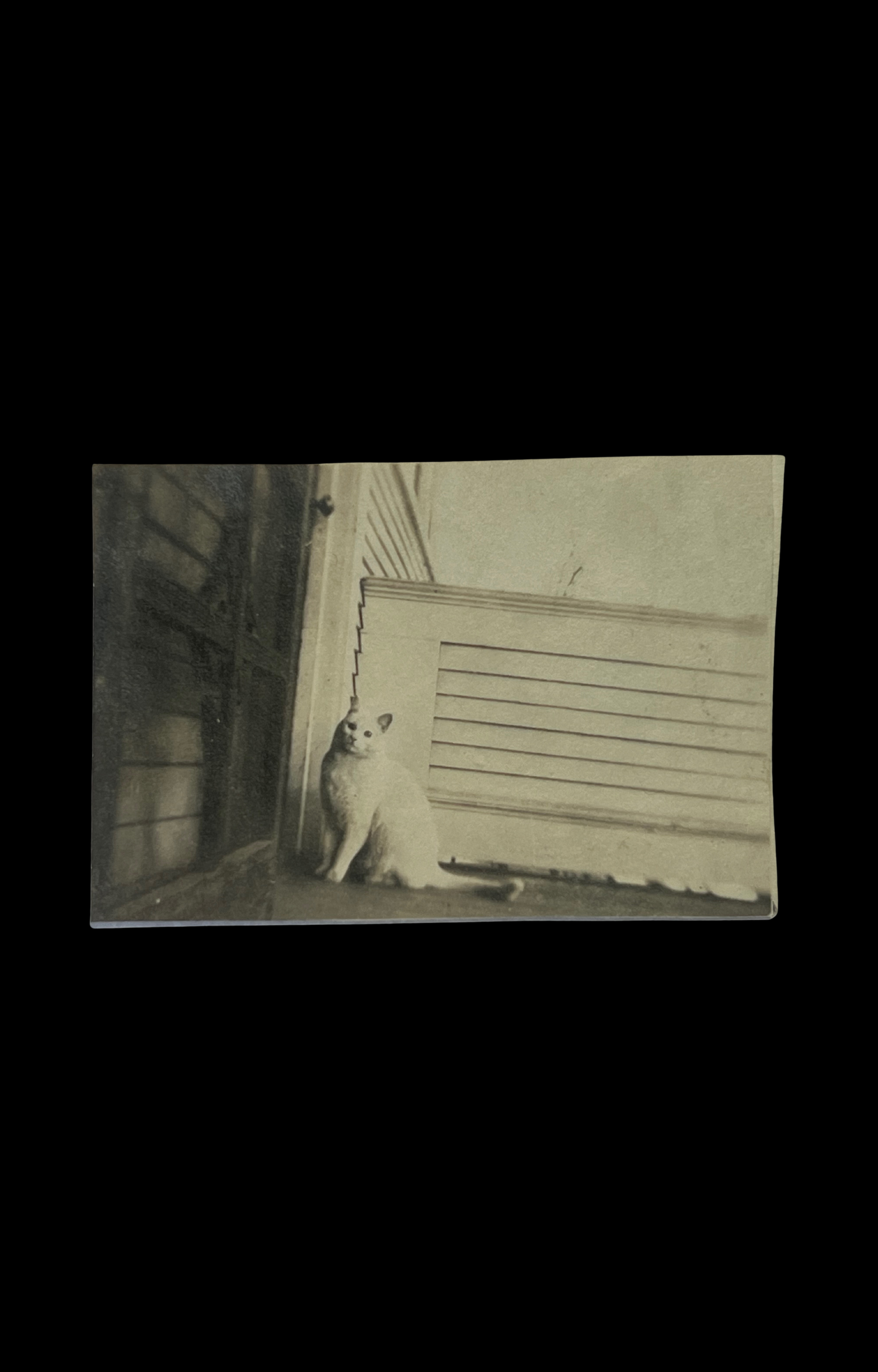 White Cat at Door, Photograph, c. 1900