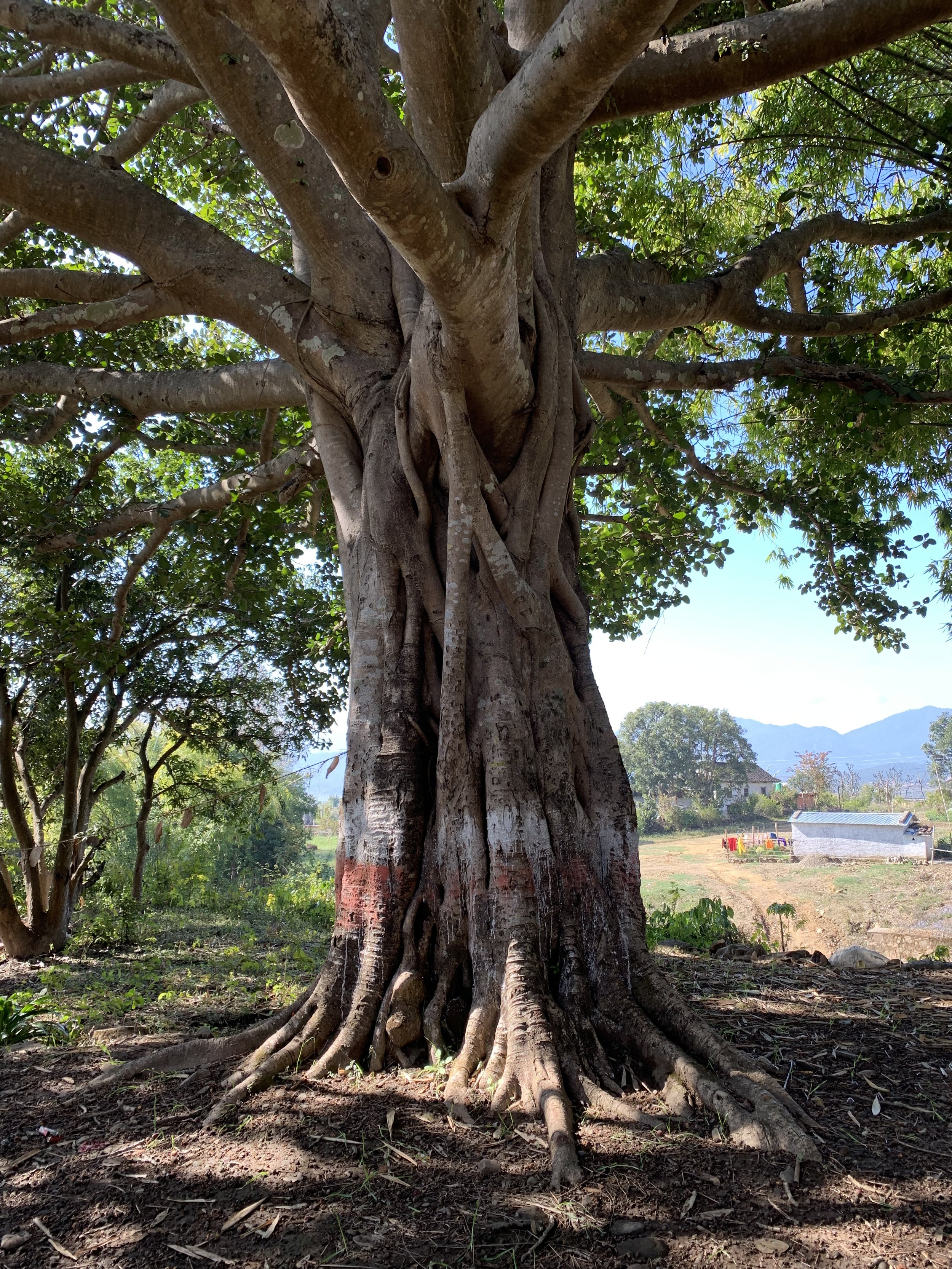 Tree near Kopila Valley campus in Nepal