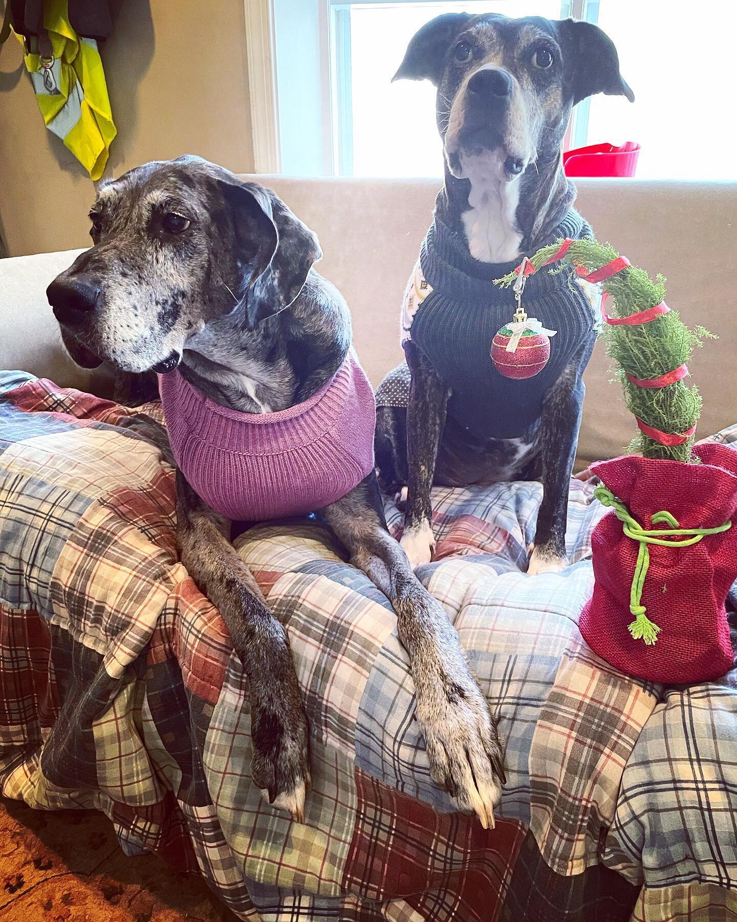 Merry Christmas from Zoey and Cookie ❄️🎄