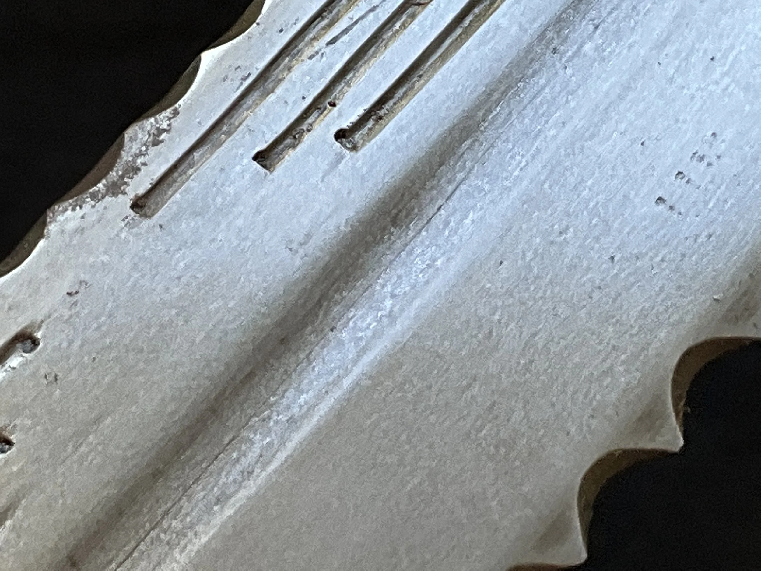 36BB96E4-2929-4CA6-9A41-D01E1F2B893B.jpeg