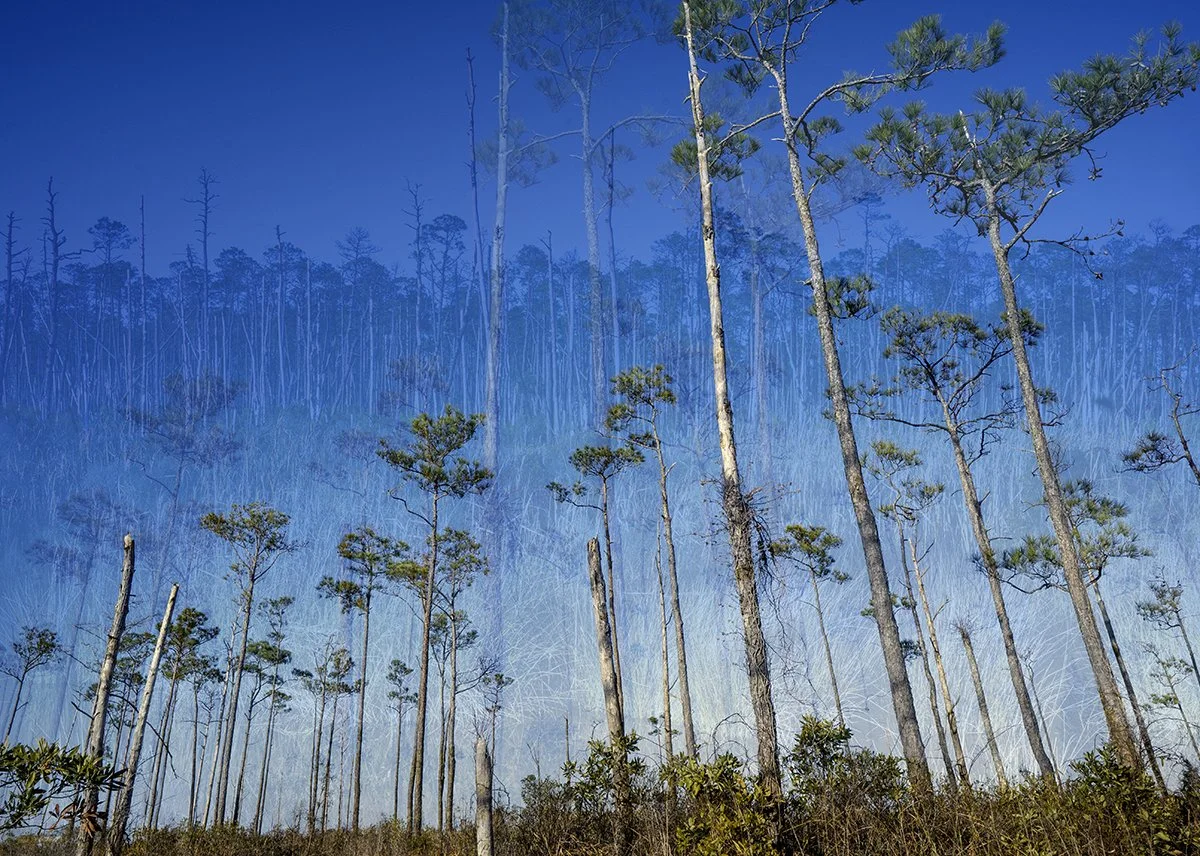 Trees Layered.jpg