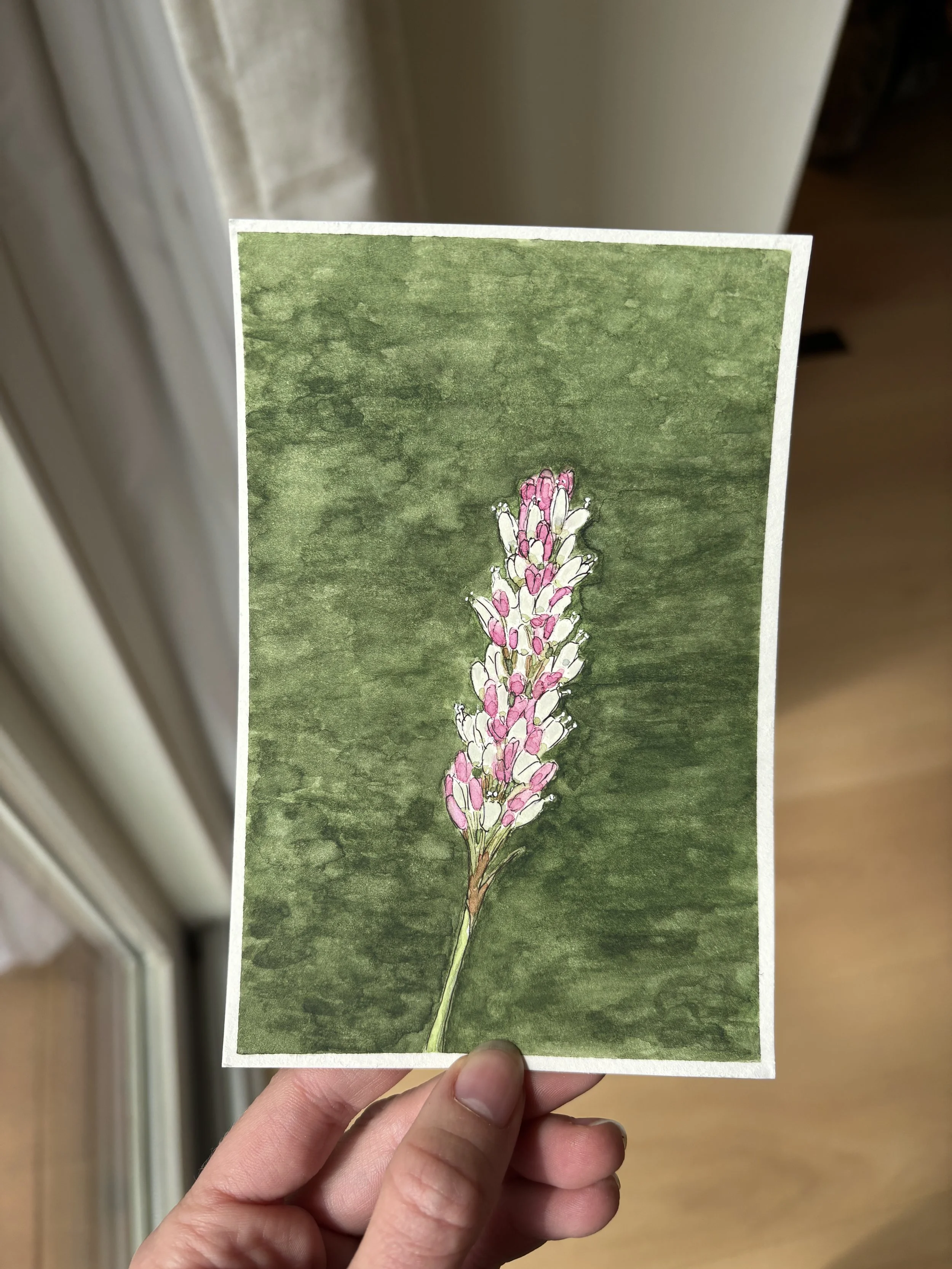 Pennsylvania Smartweed
/ 4x6" Pen and Watercolor
/ Commission
/ 2026