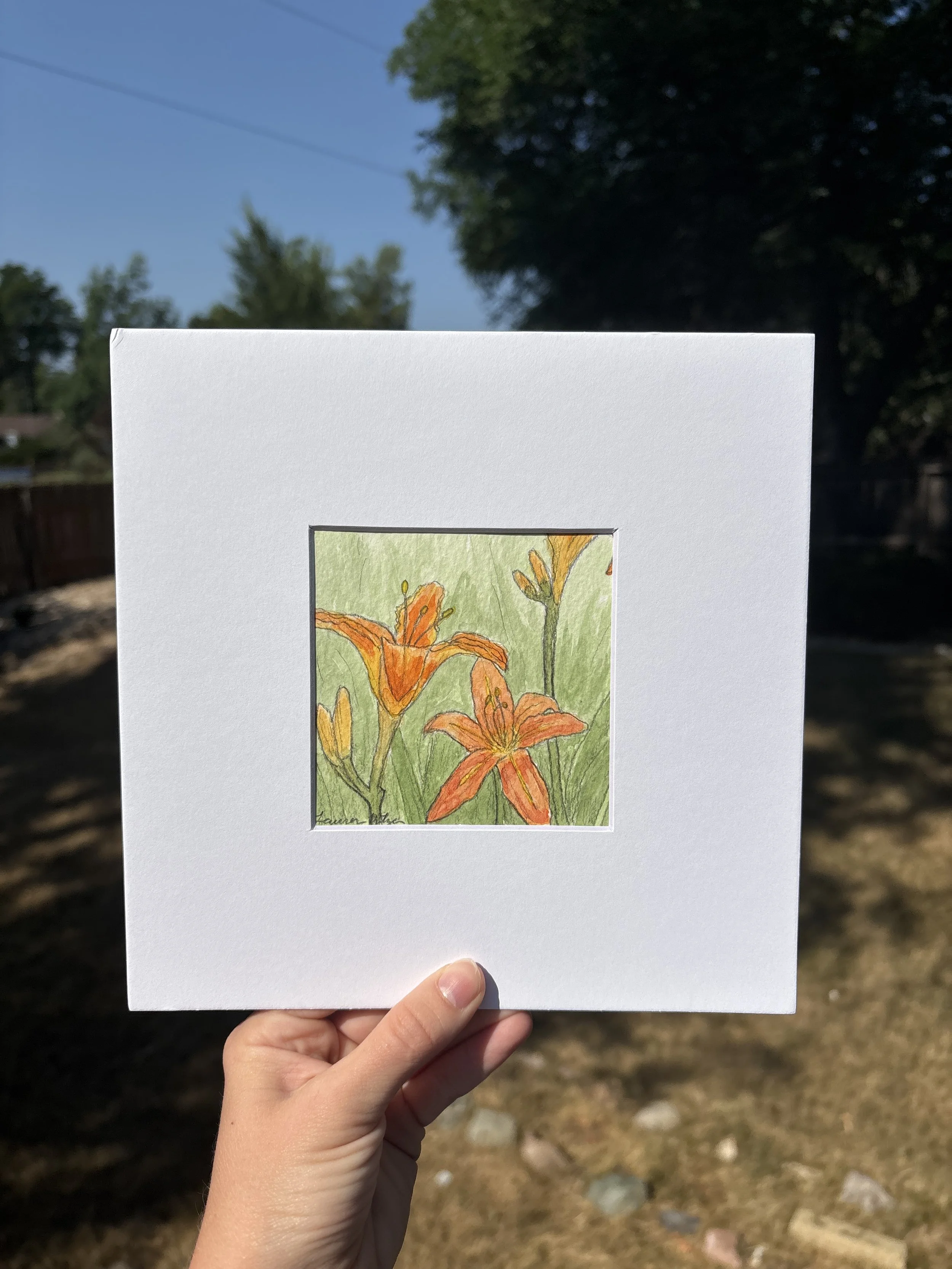 Orange Lilies