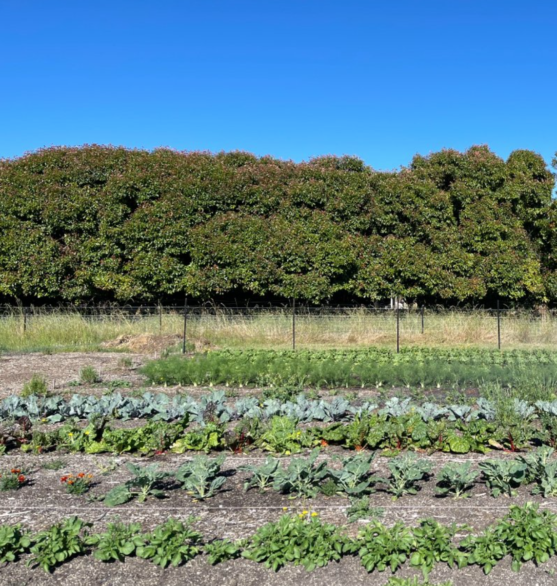 A garden with various plants and vegetables in the foreground, a large bush or hedge in the middle, and a clear blue sky in the background.