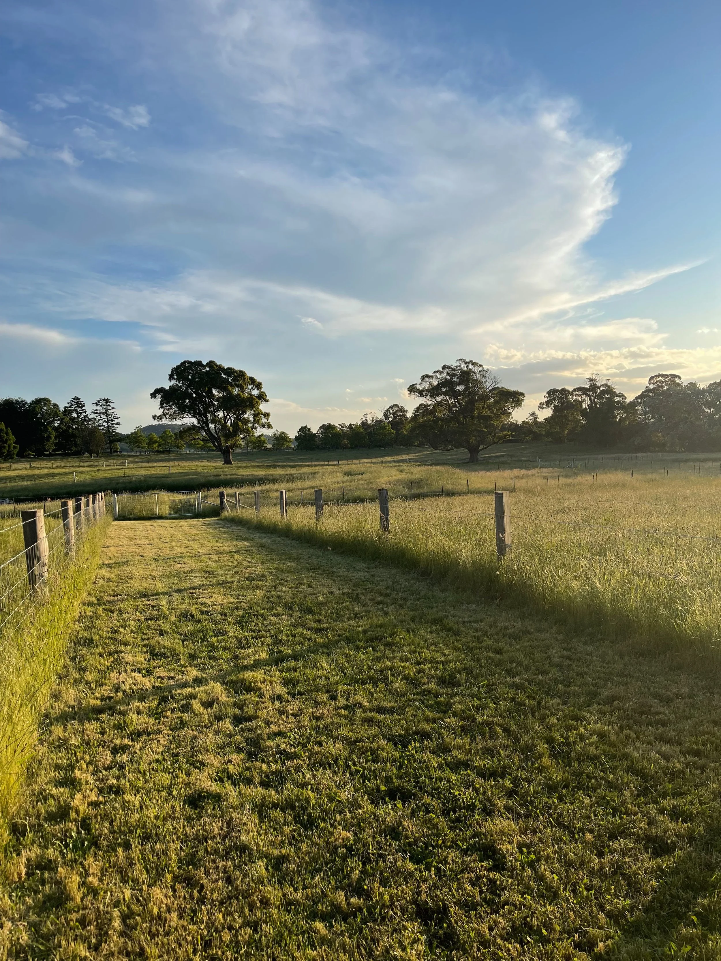 A rural landscape with a grassy field surrounded by a wooden fence, several trees in the distance under a partly cloudy sky with sunlight