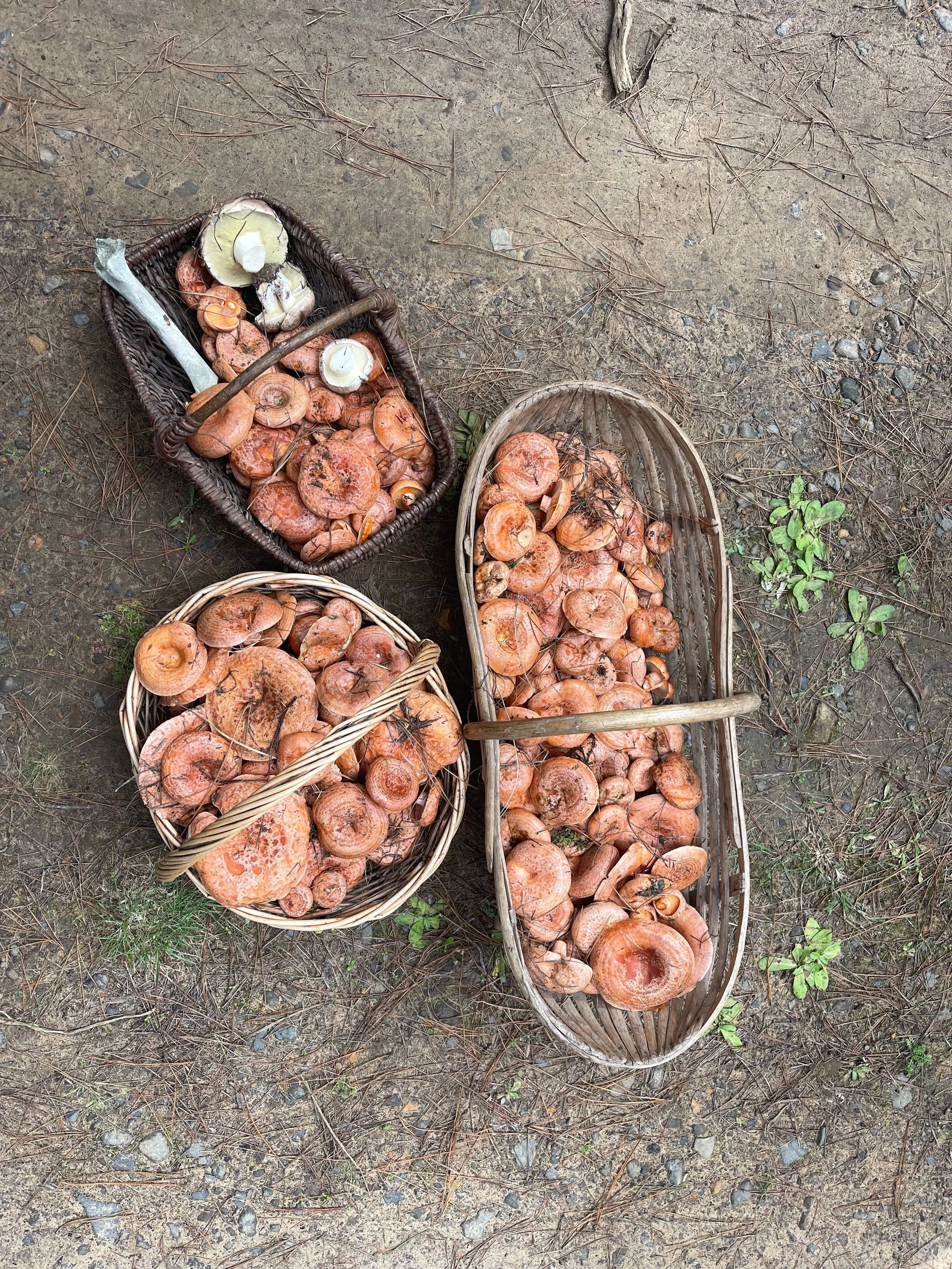 Mushroom Foraging & Lunch at Mabellae Farm