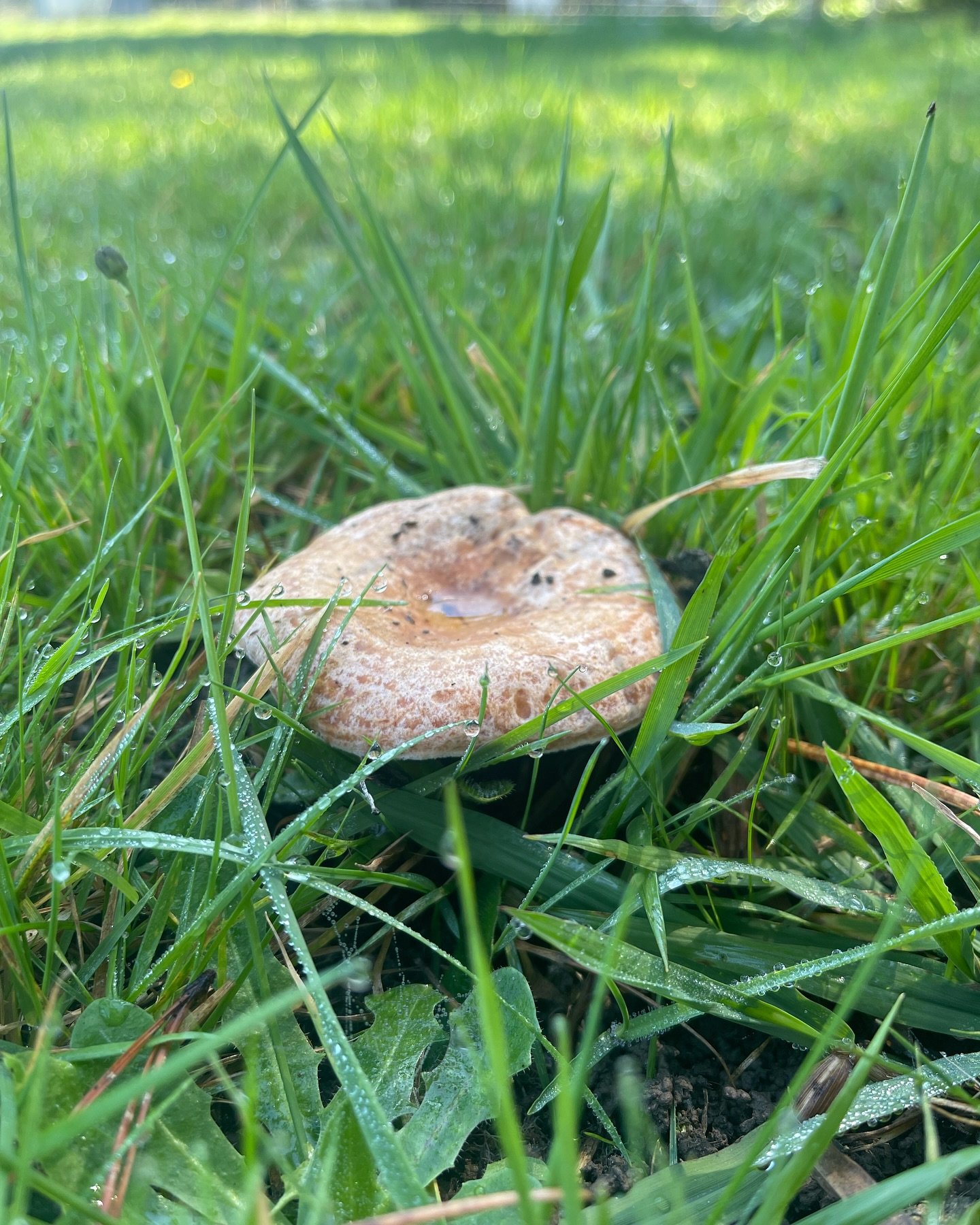 Mushroom Foraging &amp; Lunch at Mabellae Farm
$150.00 Book via the website or the link in stories

Saturday 20th April 2024

11am - 2pm

Mabellae Farm, Moss Vale NSW

Join Emily and Emma Jane for a day of foraging for mushrooms followed by a delicio