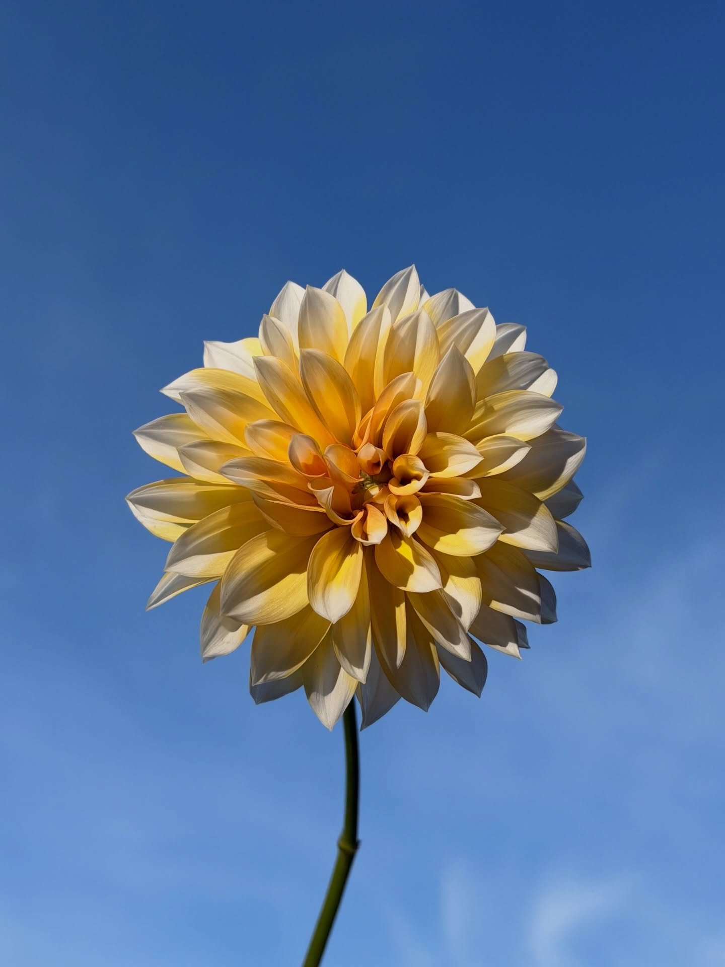 The last of the Dahlias, captured on film by Tilly