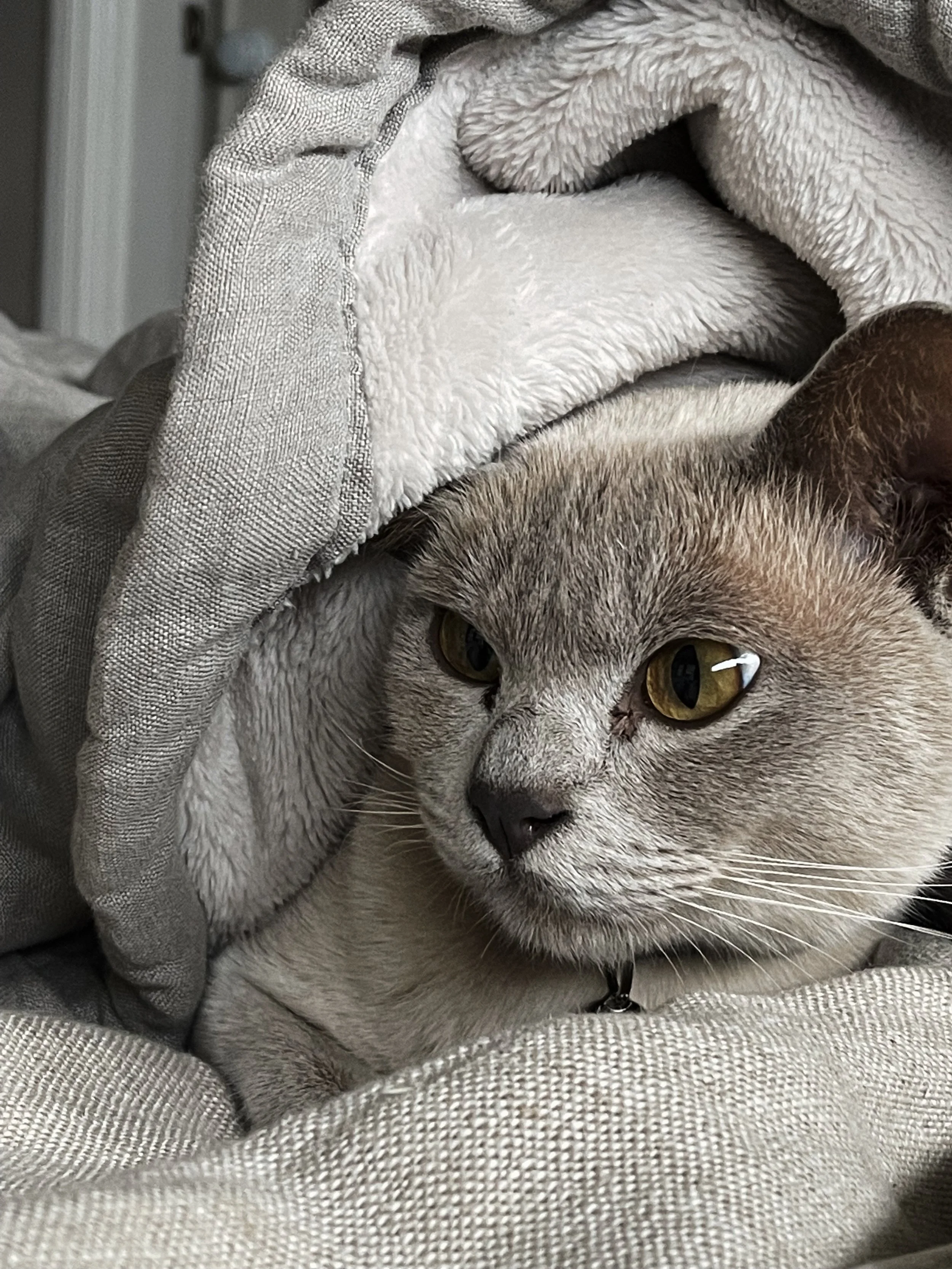 A close-up of a gray tabby cat with green eyes, lying on gray fabric, with part of a gray blanket or towel over its head.