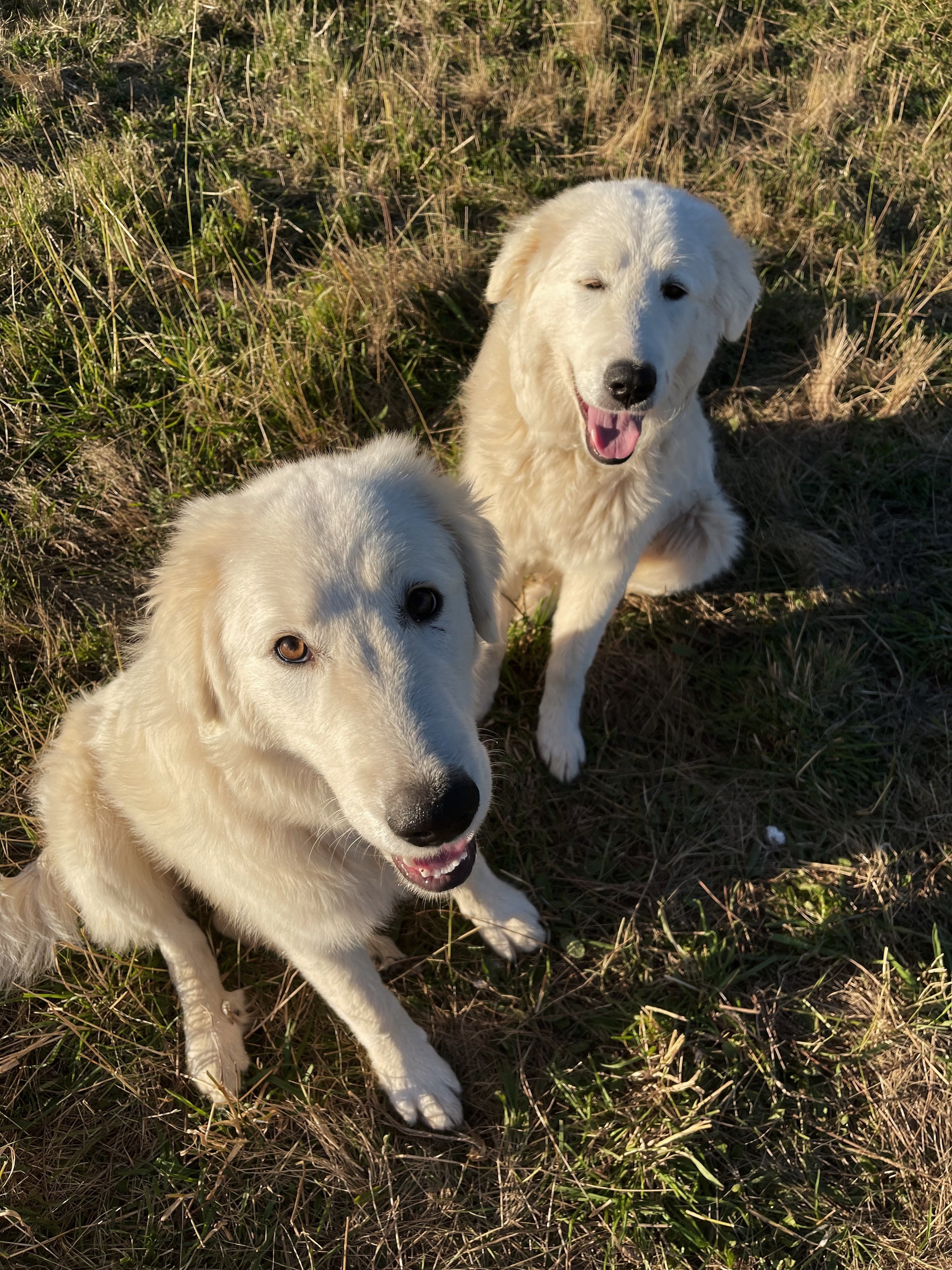 Two Labrador Retrievers sitting on grass with some dry and green patches, one looking at the camera with mouth open, the other looking away with one eye partially closed, in sunlight.