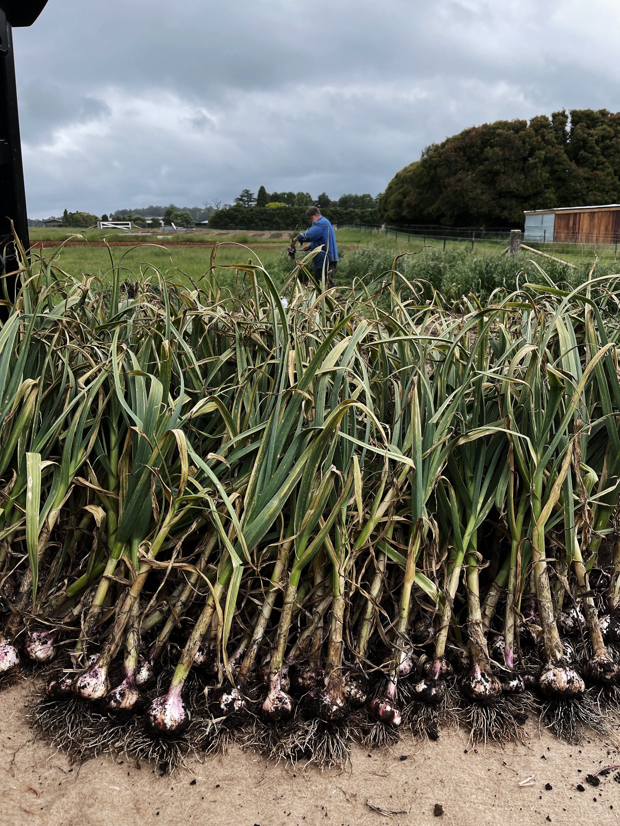 A row of garlic bulbs growing in a farm field with green plants, a person in a blue jacket tending the plants, and trees and a building in the background under cloudy sky.