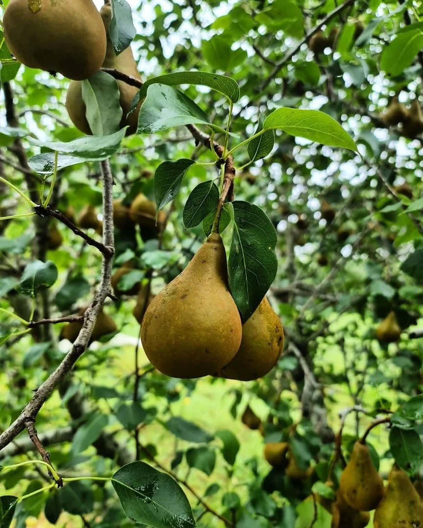Close-up of two ripe pears hanging from a tree branch surrounded by green leaves.
