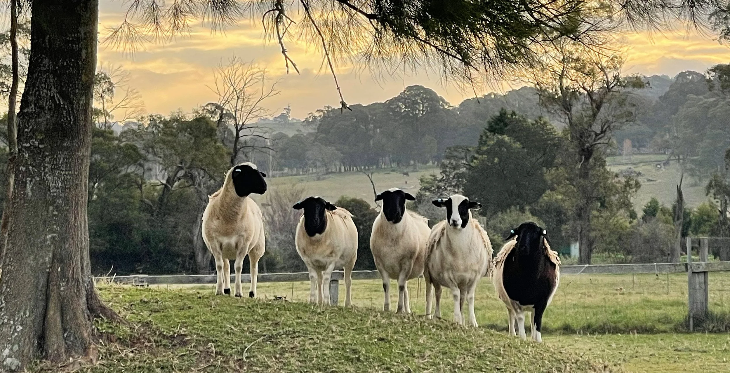 Five sheep with black faces standing on grass near trees at sunset.