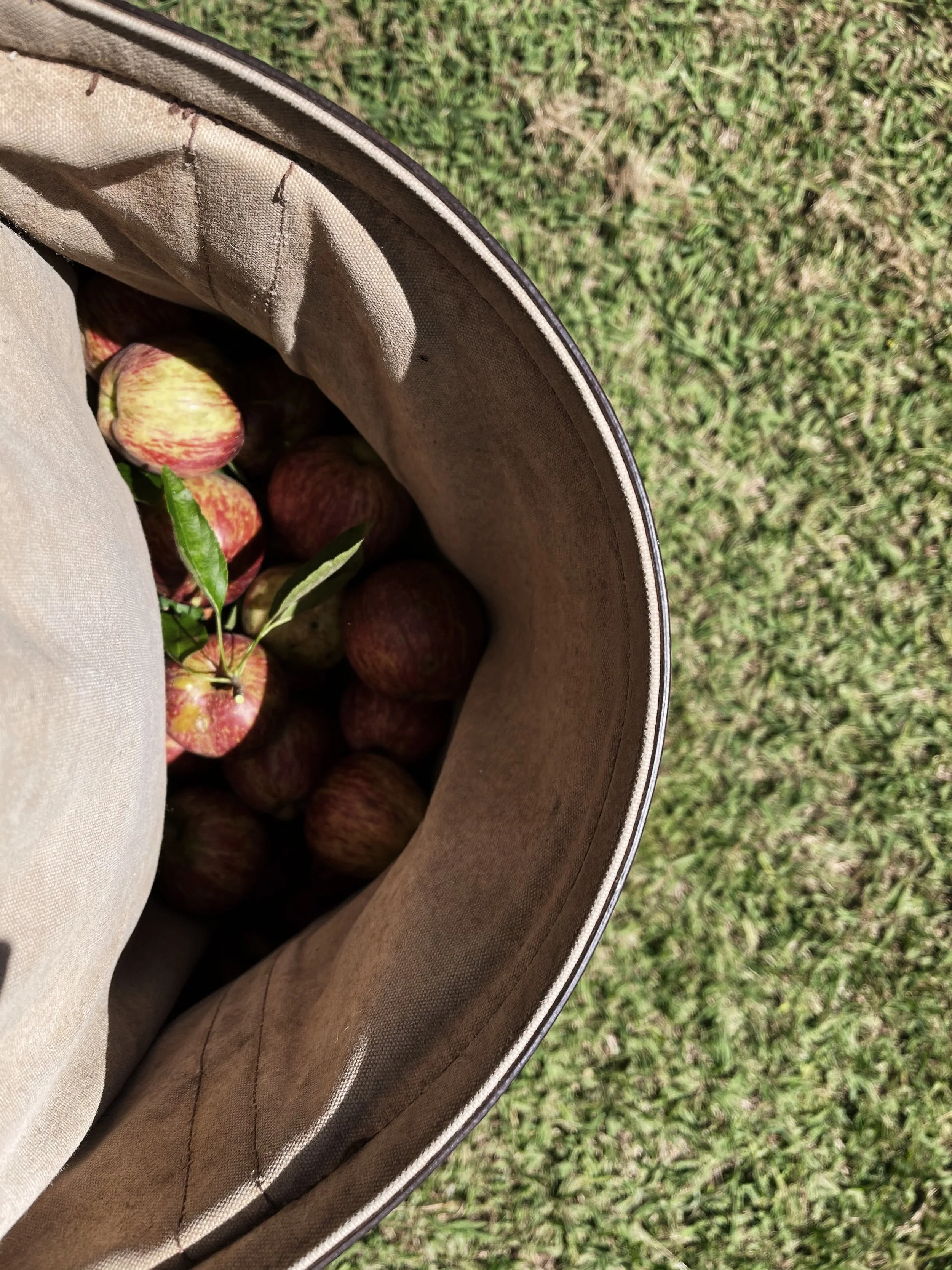 A close-up of a basket filled with apples, outdoors on grass.