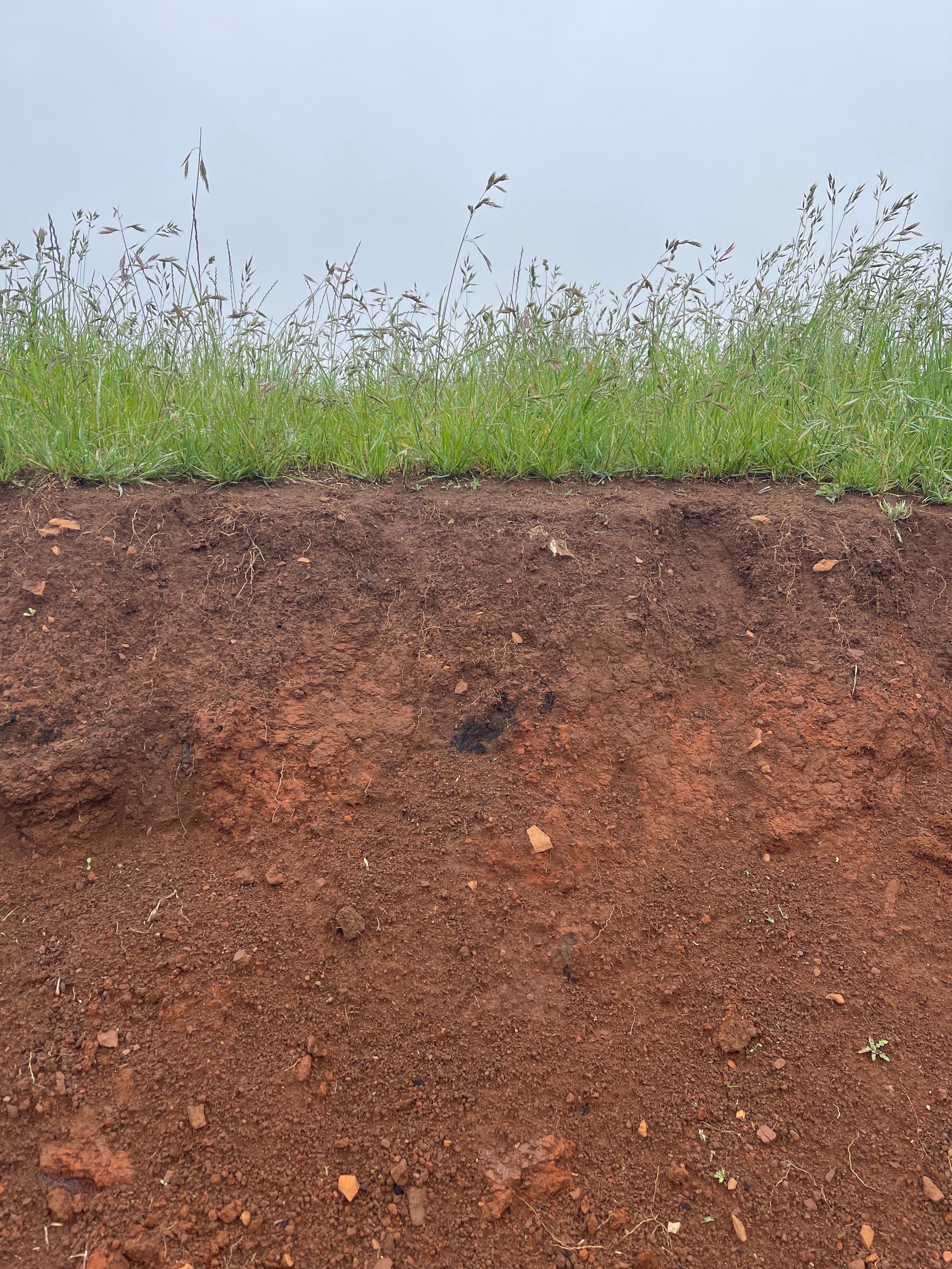 Close-up of soil cross-section showing earth and roots with green grass and plants growing above.