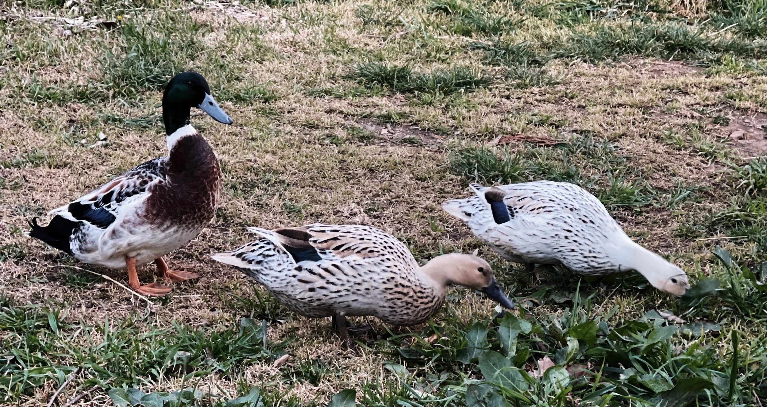 A group of ducks on grassy ground, including a male with a dark green head and brown chest, and three female ducks with light brown and black streaked feathers.