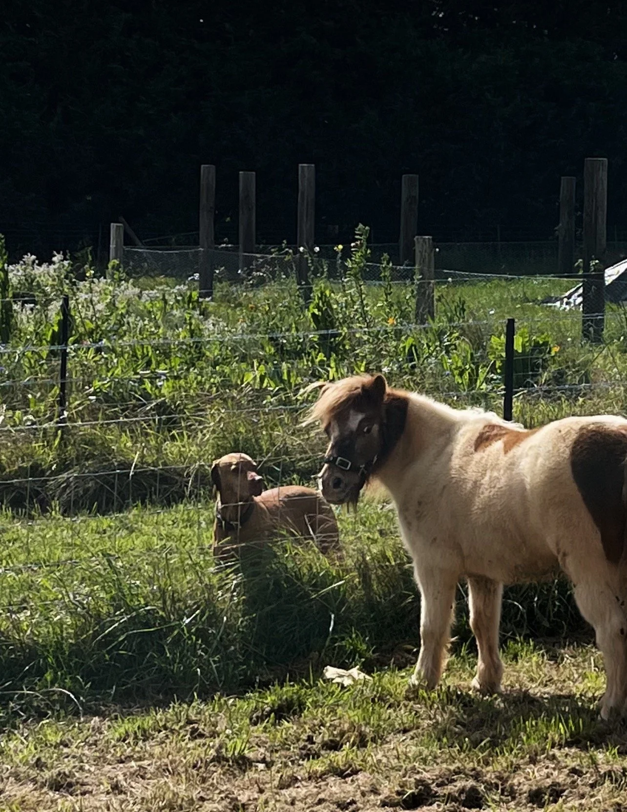 A small brown and white pony and a larger brown and white dog standing in a grassy field, fenced with a wire mesh, during daytime.