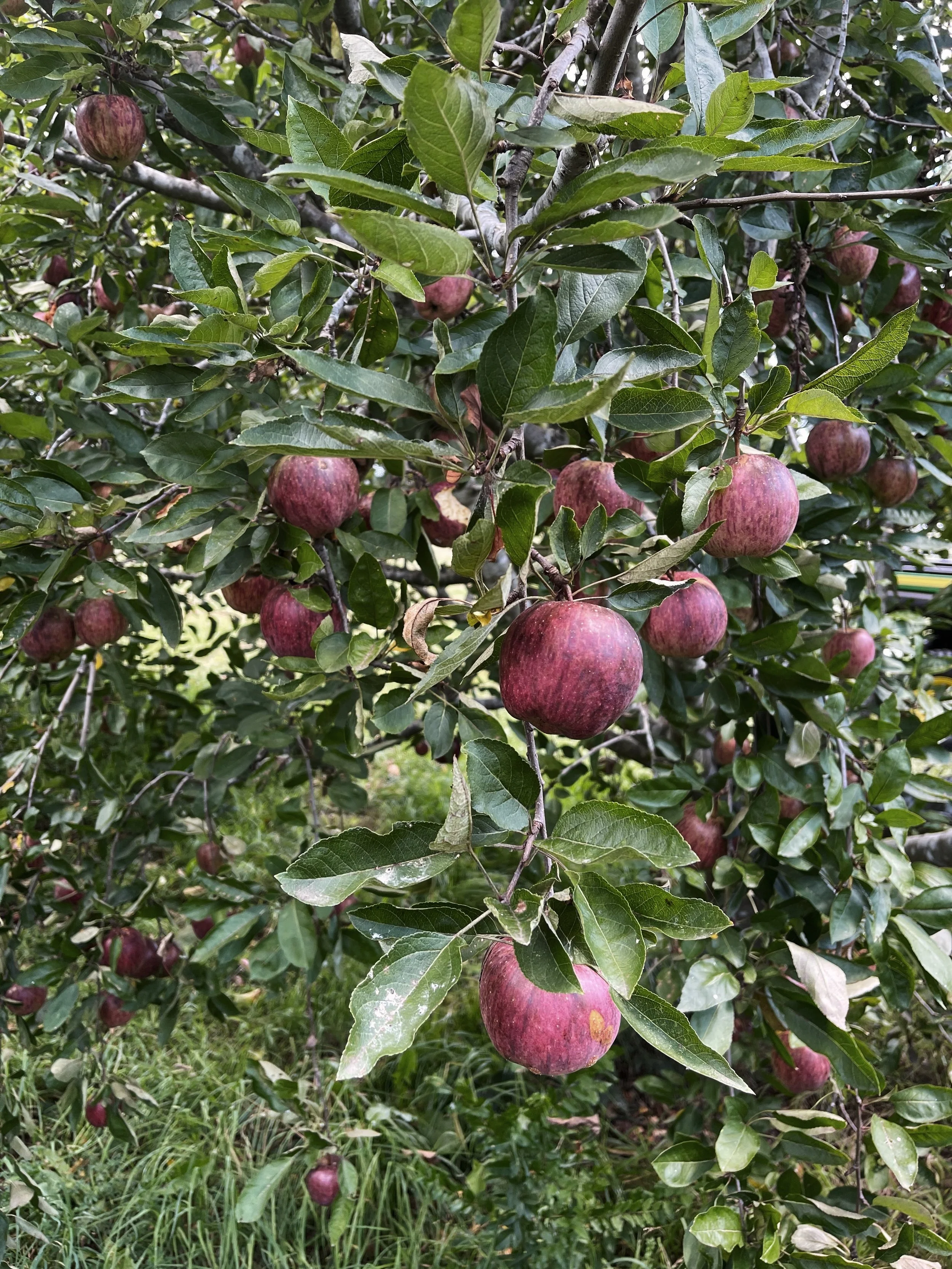 Apple tree with red apples hanging among green leaves.